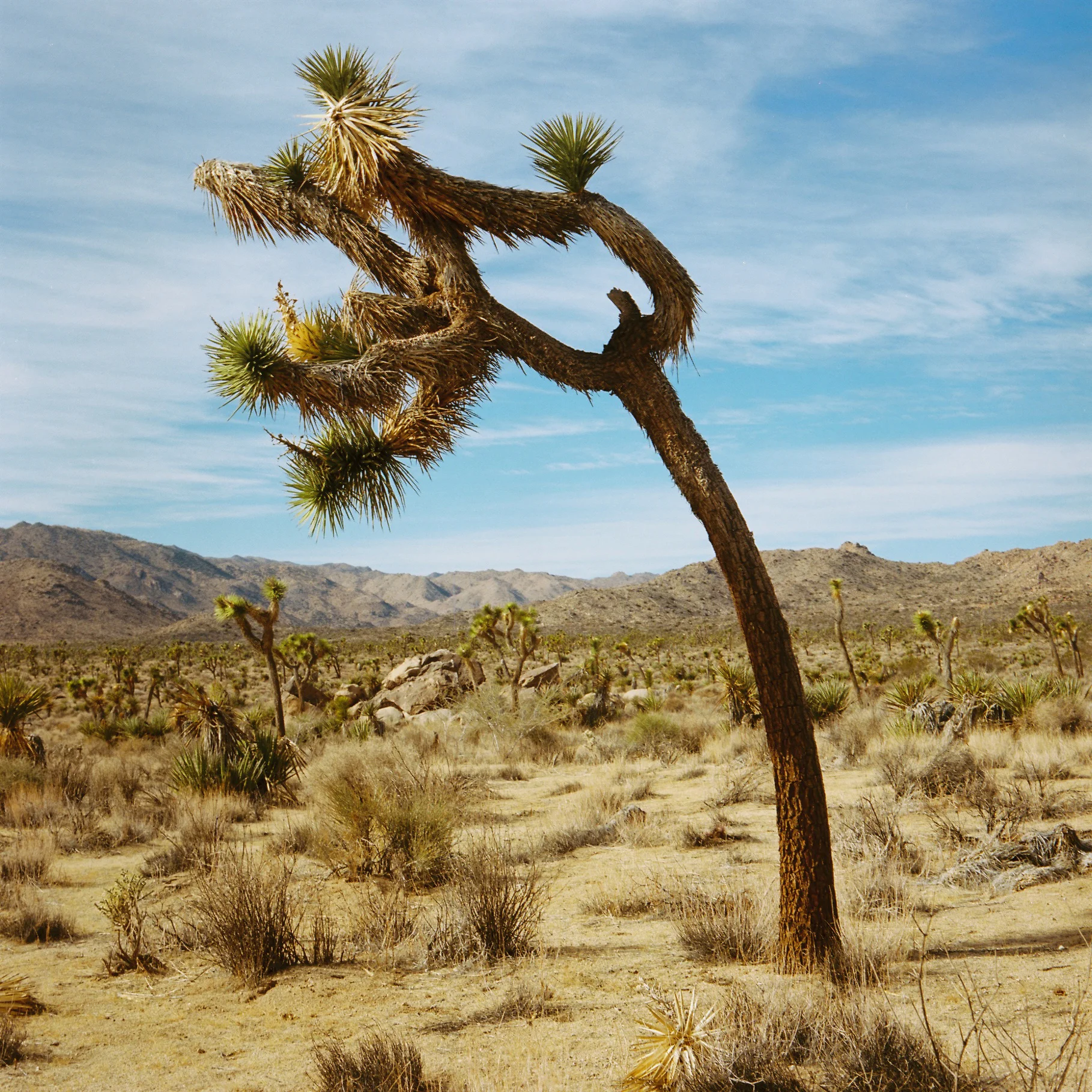 JoshuaTreeOne.jpg