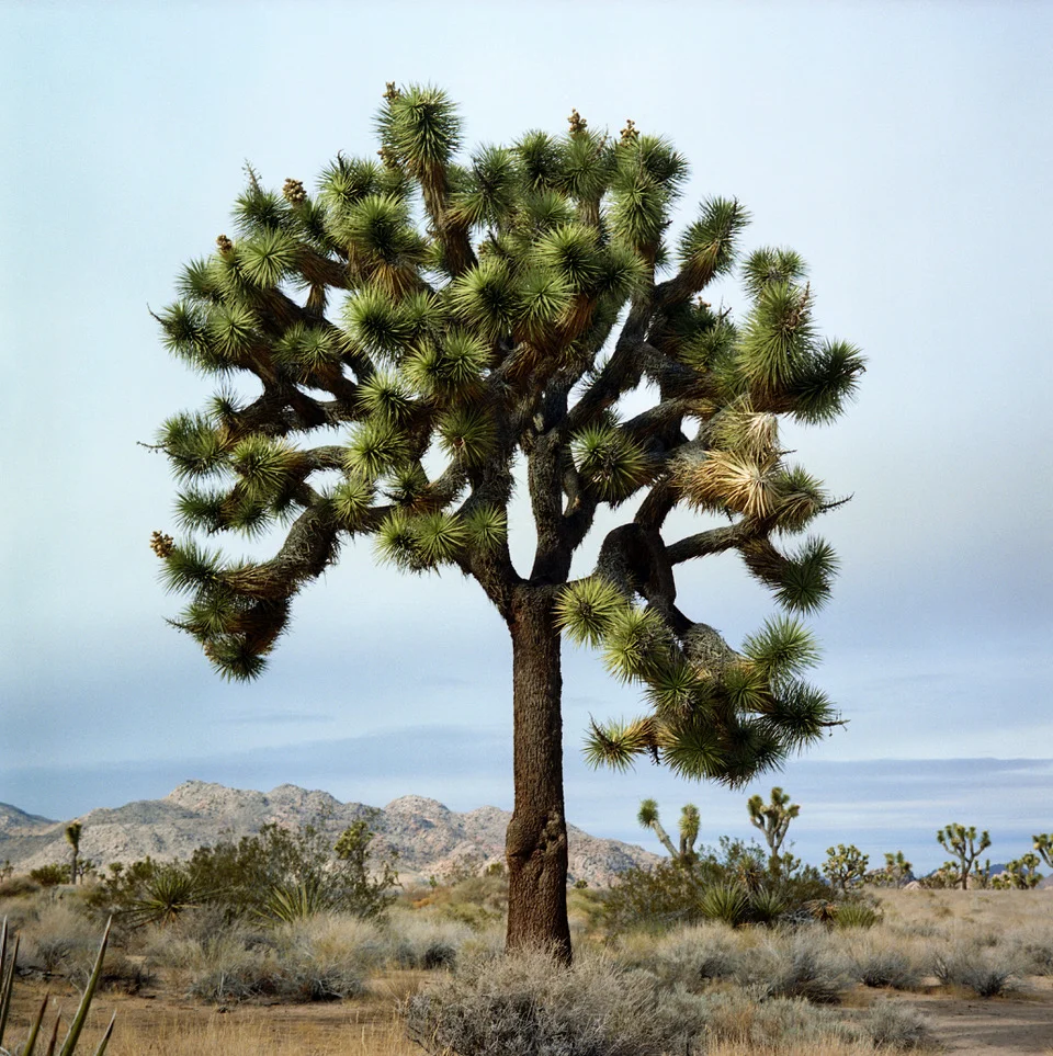 JoshuaTreeTwo.jpeg