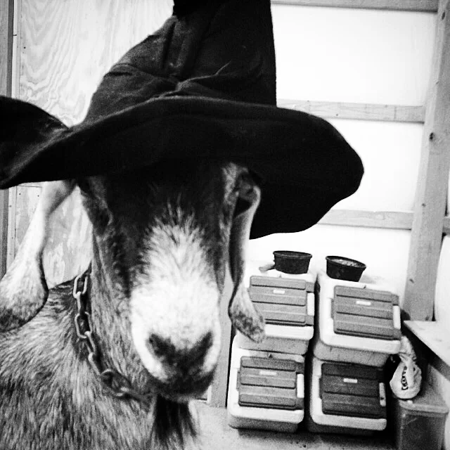 I found this witch in the barn on Halloween. She thinks she's so funny. ;)