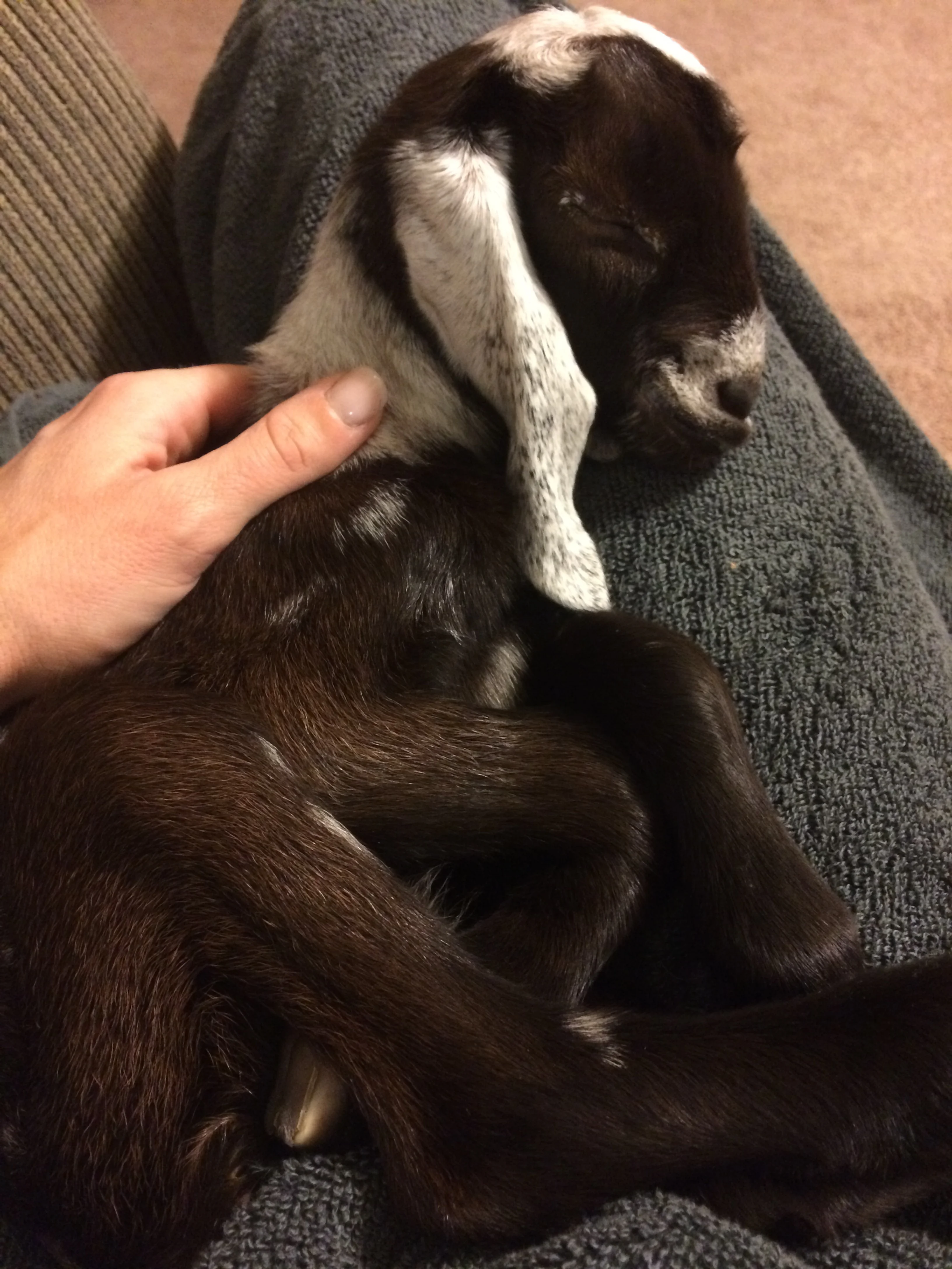 Snuggle time during our last evening with Fred