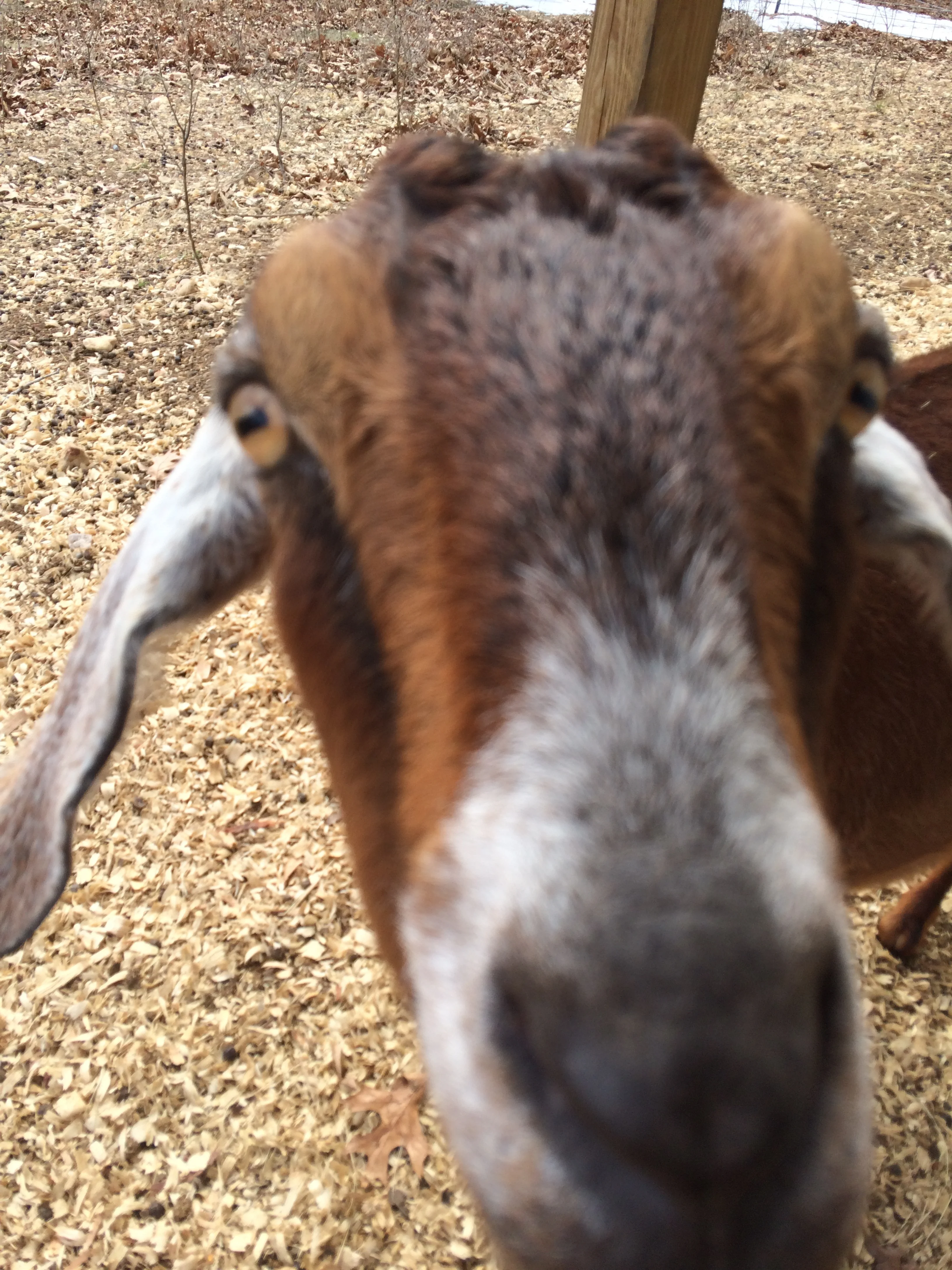 Honey is probably our least photographed goat. THIS is why. "Whatcha got there? Can I eat it? Are you going to brush me with it?"