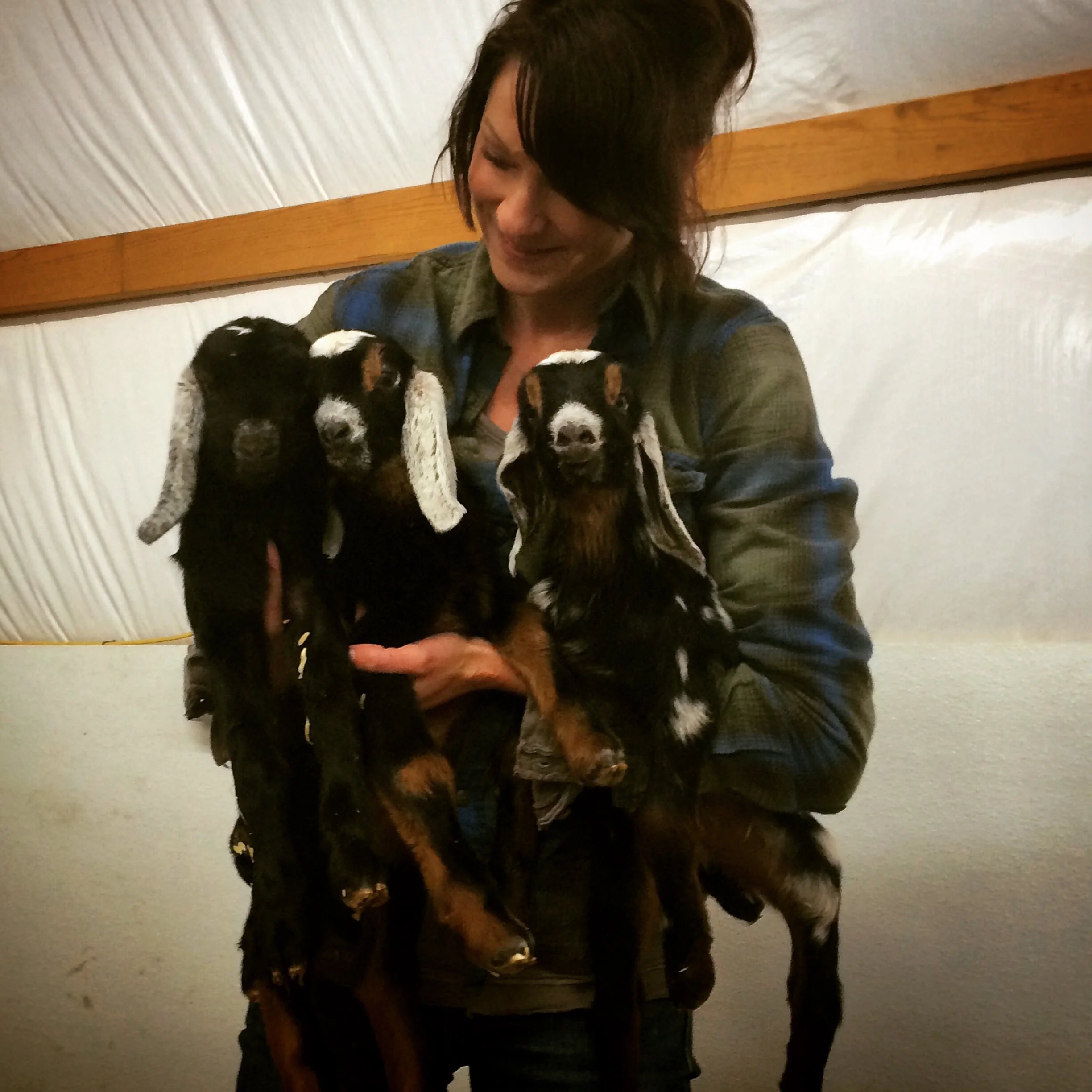 The first triplets born on our farm. Having an inkling that the girl might not make it, I had Girl 2 snap this pic so that I could have one of all three of them together. The doeling is the one on the right side of the pic. 