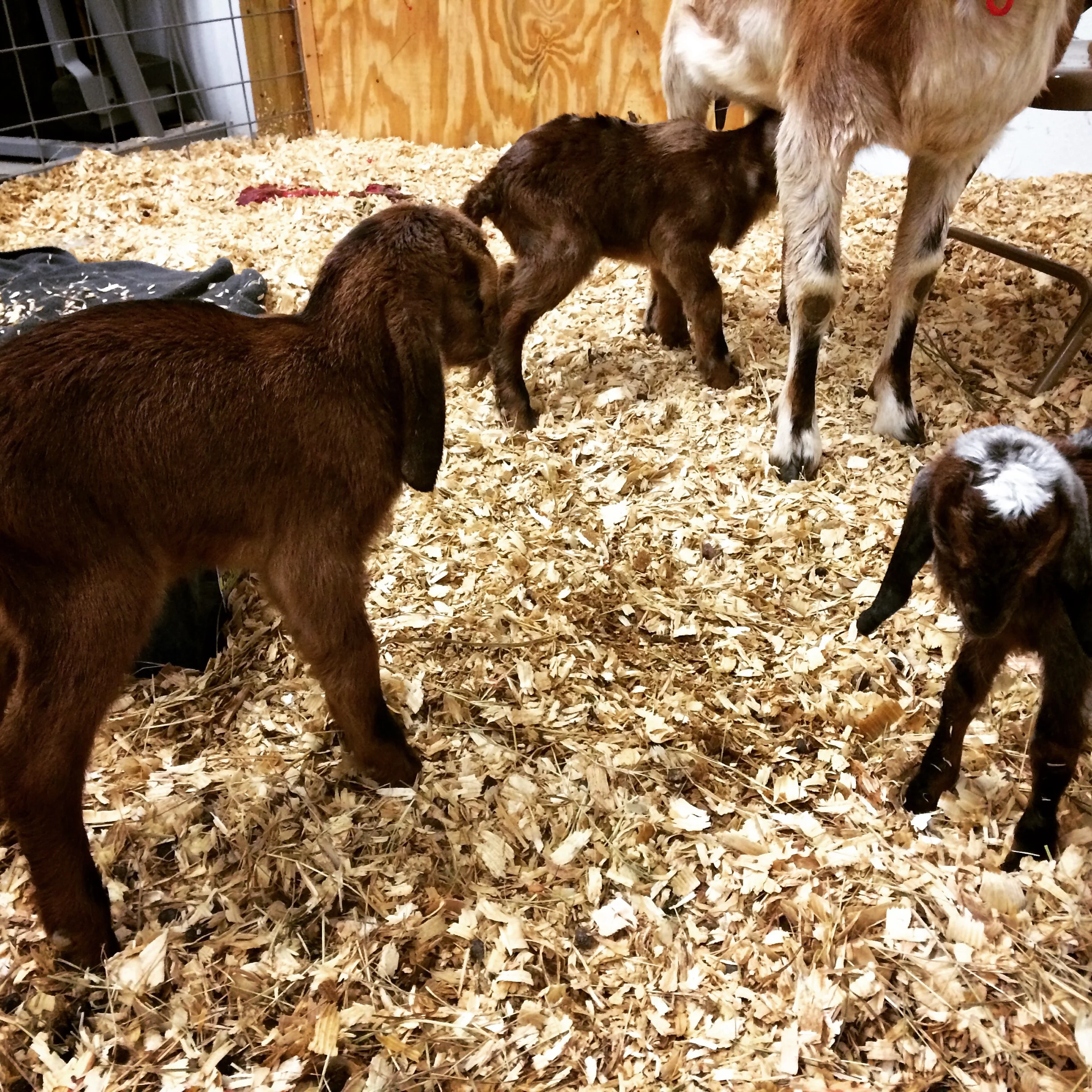The triplets born this morning. They weighed in at 9.2, 8.0, and 4.2 pounds. 