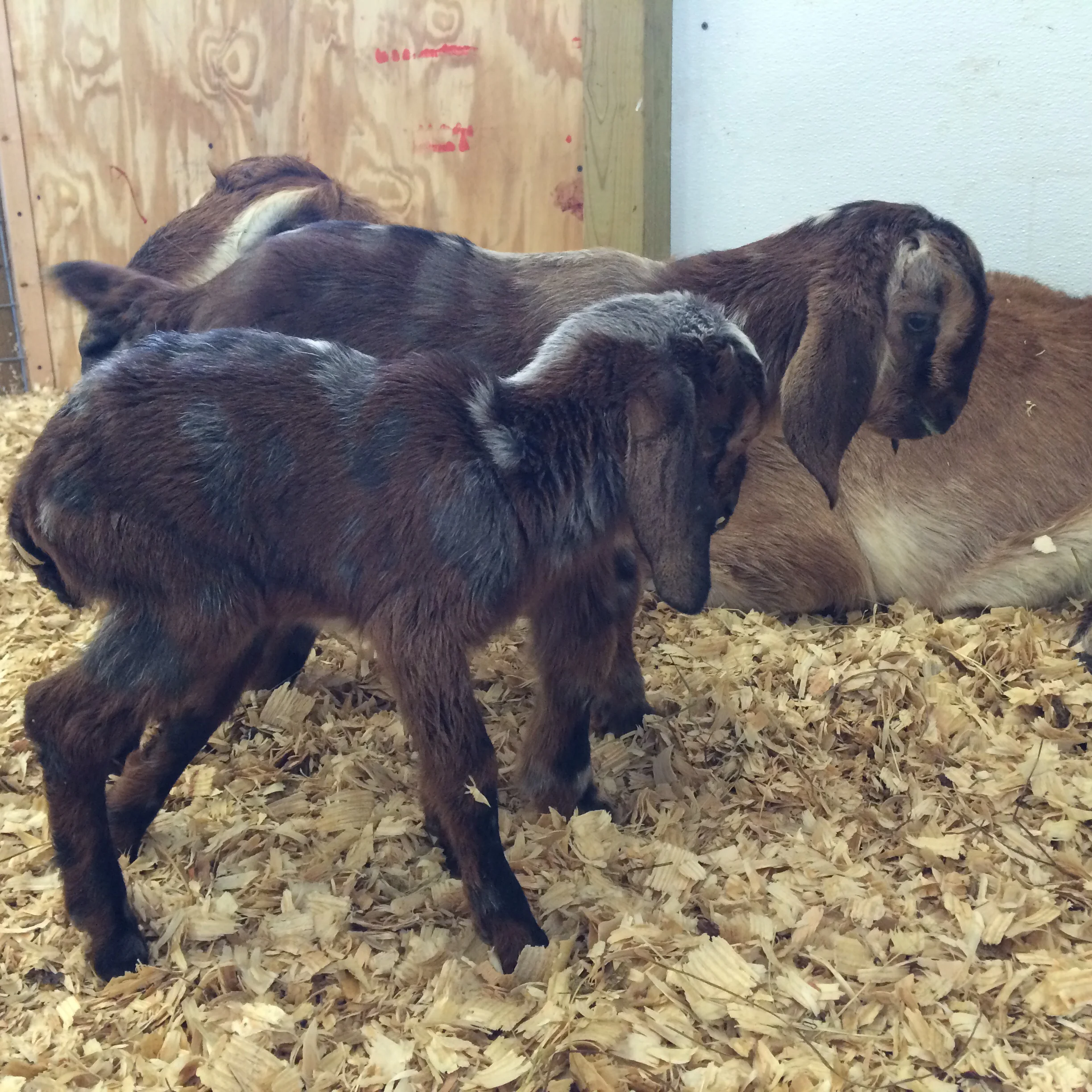 Shake, the morning she was born -- all 4.2 pounds of her!