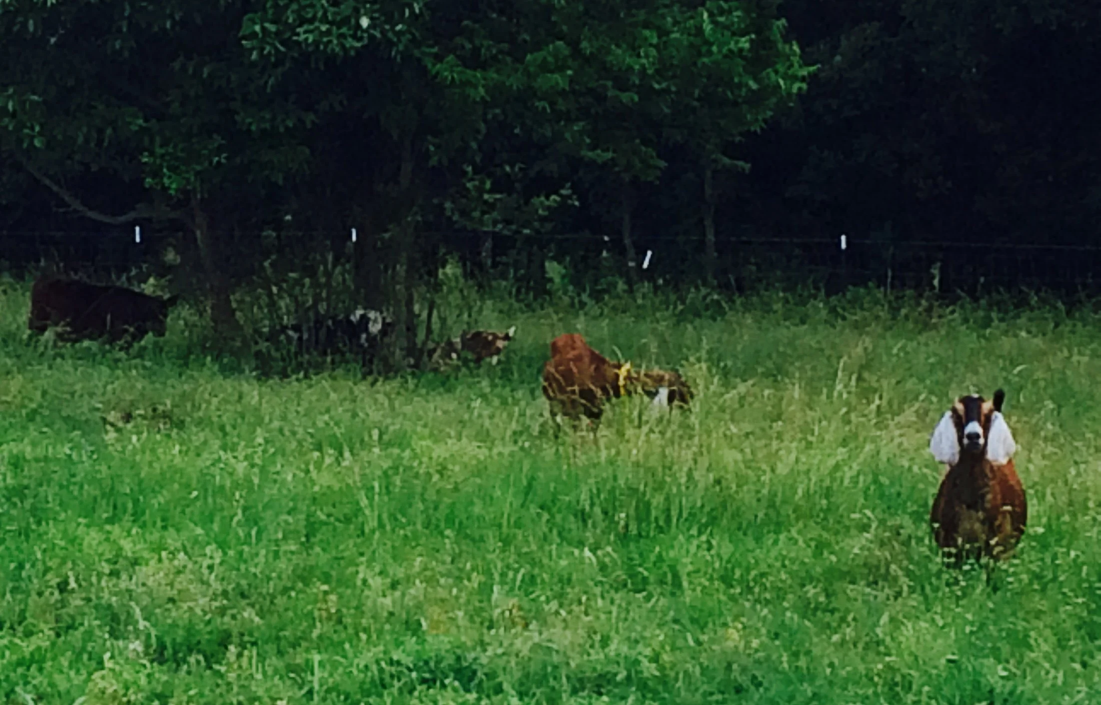 Honey, at center, grazing with the herd