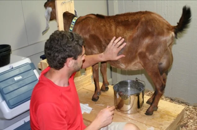 Razz on the milk stand for the very first time. My, how shiny our milk pail was!