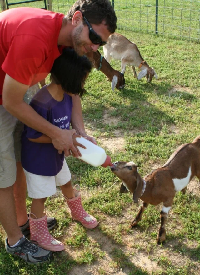 Girl 2 bottle feeds Copper, our old herd sire, on the day he arrived at the farm. Baby Izzy can be seen in the background.