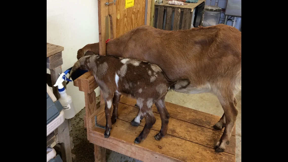 Eating like a big goat next to Momma on the milk stand.