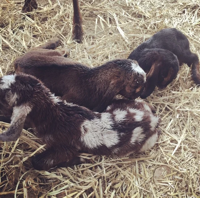 Baby Poptart and her Brothers