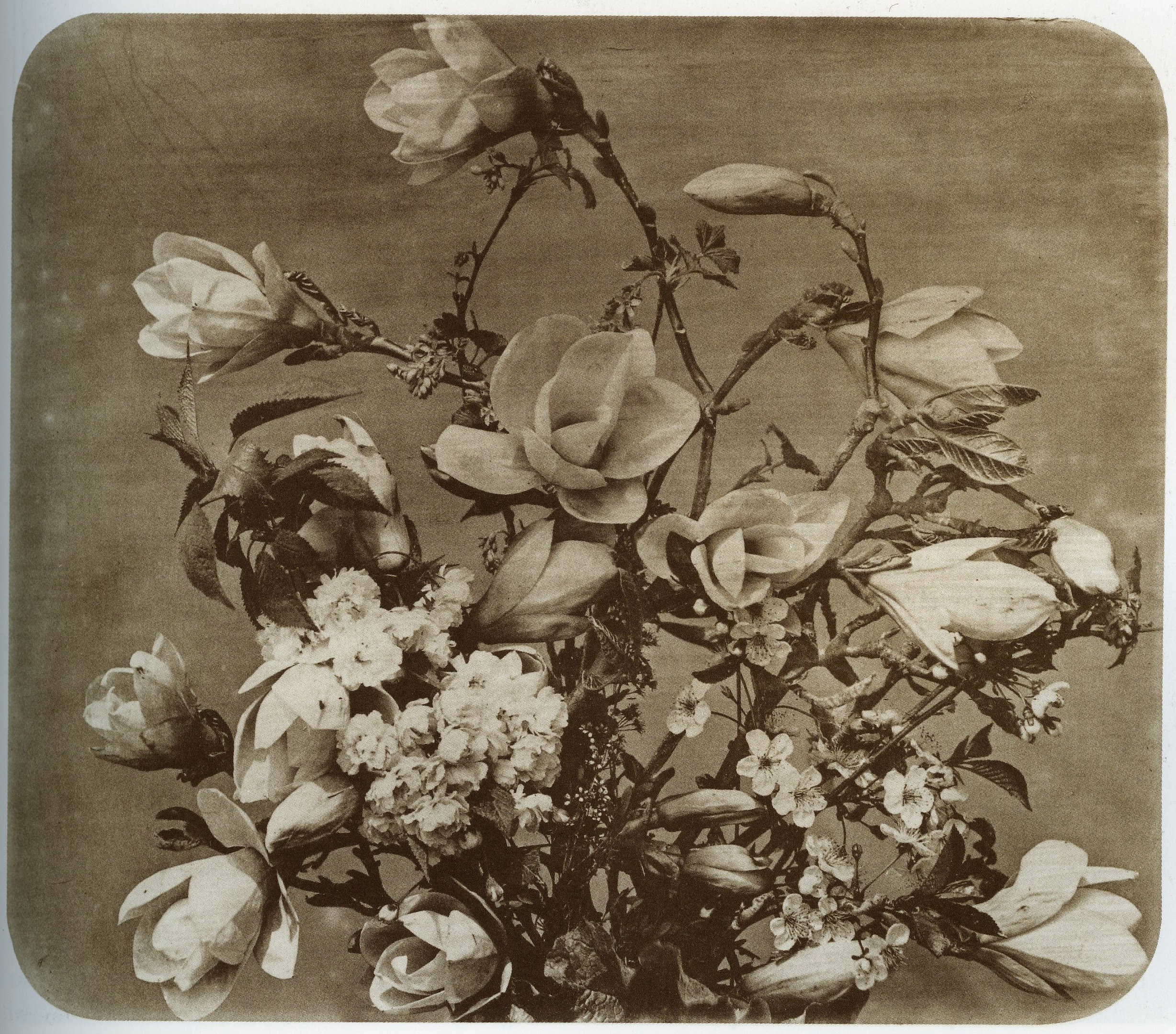 Normal
0
false
false
false
MicrosoftInternetExplorer4
Adolphe Braun , Flower Study 1854-55
/* Style Definitions */
table.MsoNormalTable
{mso-style-name:"Table Normal";
mso-tstyle-rowband-size:0;
mso-tstyle-colband-size:0;
mso-style-noshow:yes;
mso-style-parent:"";
mso-padding-alt:0in 5.4pt 0in 5.4pt;
mso-para-margin:0in;
mso-para-margin-bottom:.0001pt;
mso-pagination:widow-orphan;
font-size:10.0pt;
font-family:"Times New Roman";
mso-ansi-language:#0400;
mso-fareast-language:#0400;
mso-bidi-language:#0400;}