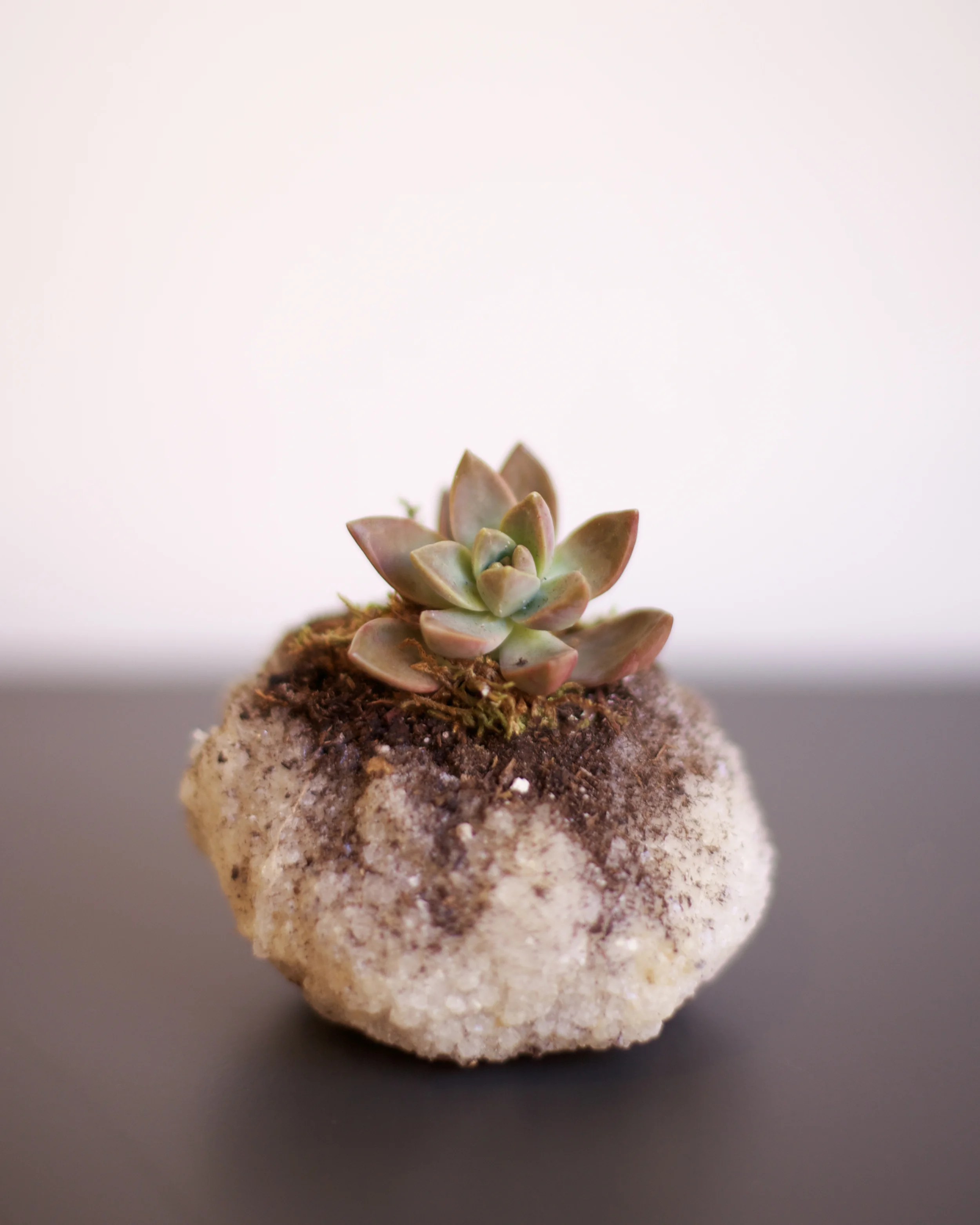 saltsucculent2 (1 of 1).jpg