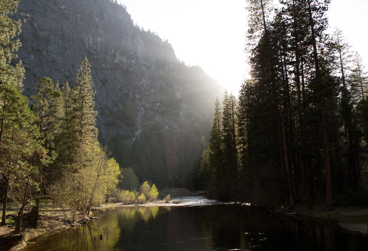 LakeTrees.jpg