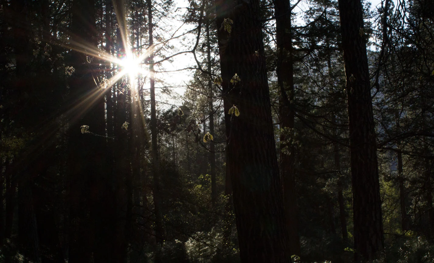 SunlightTrees.jpg