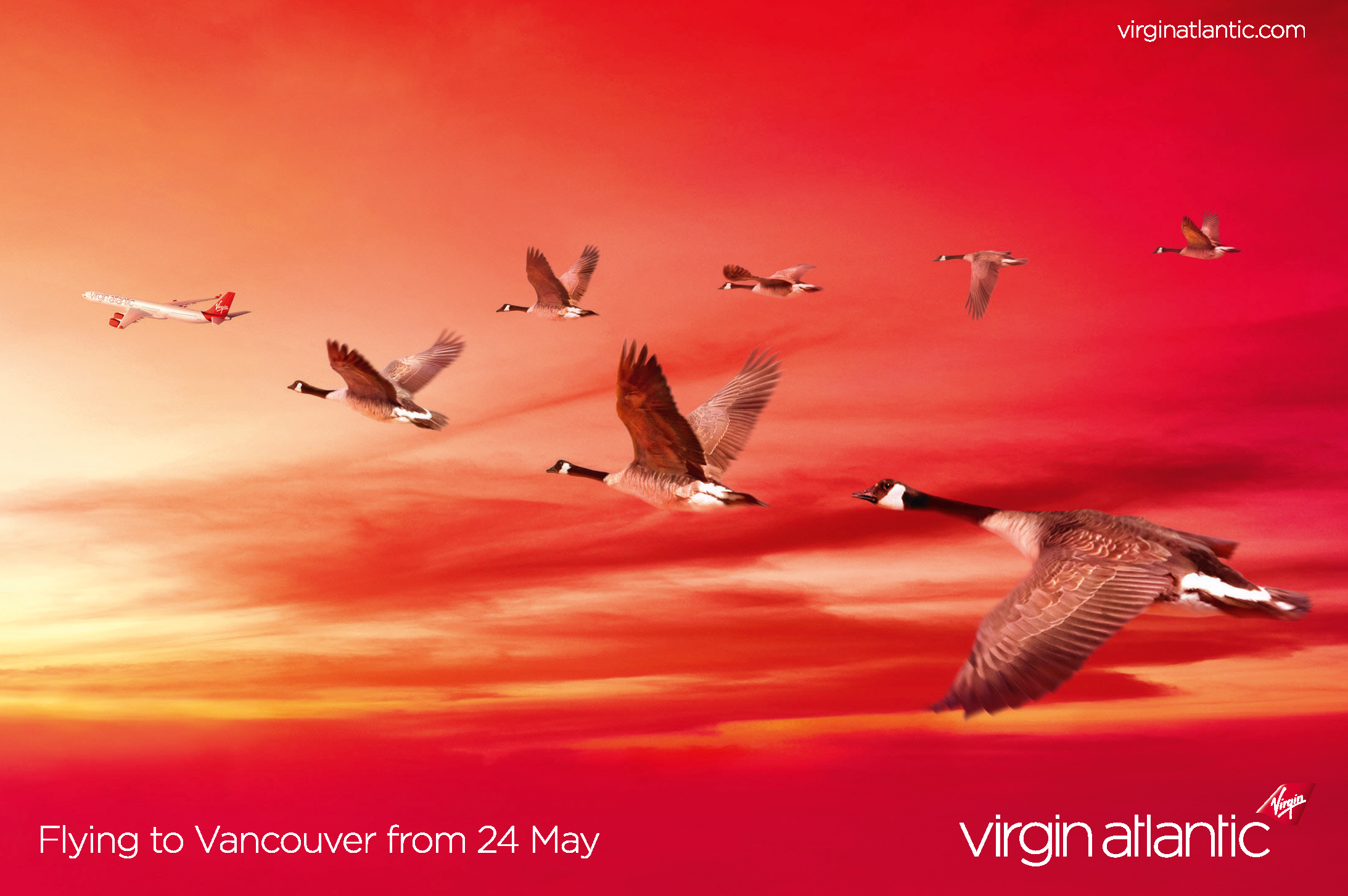 Virgin Geese.png