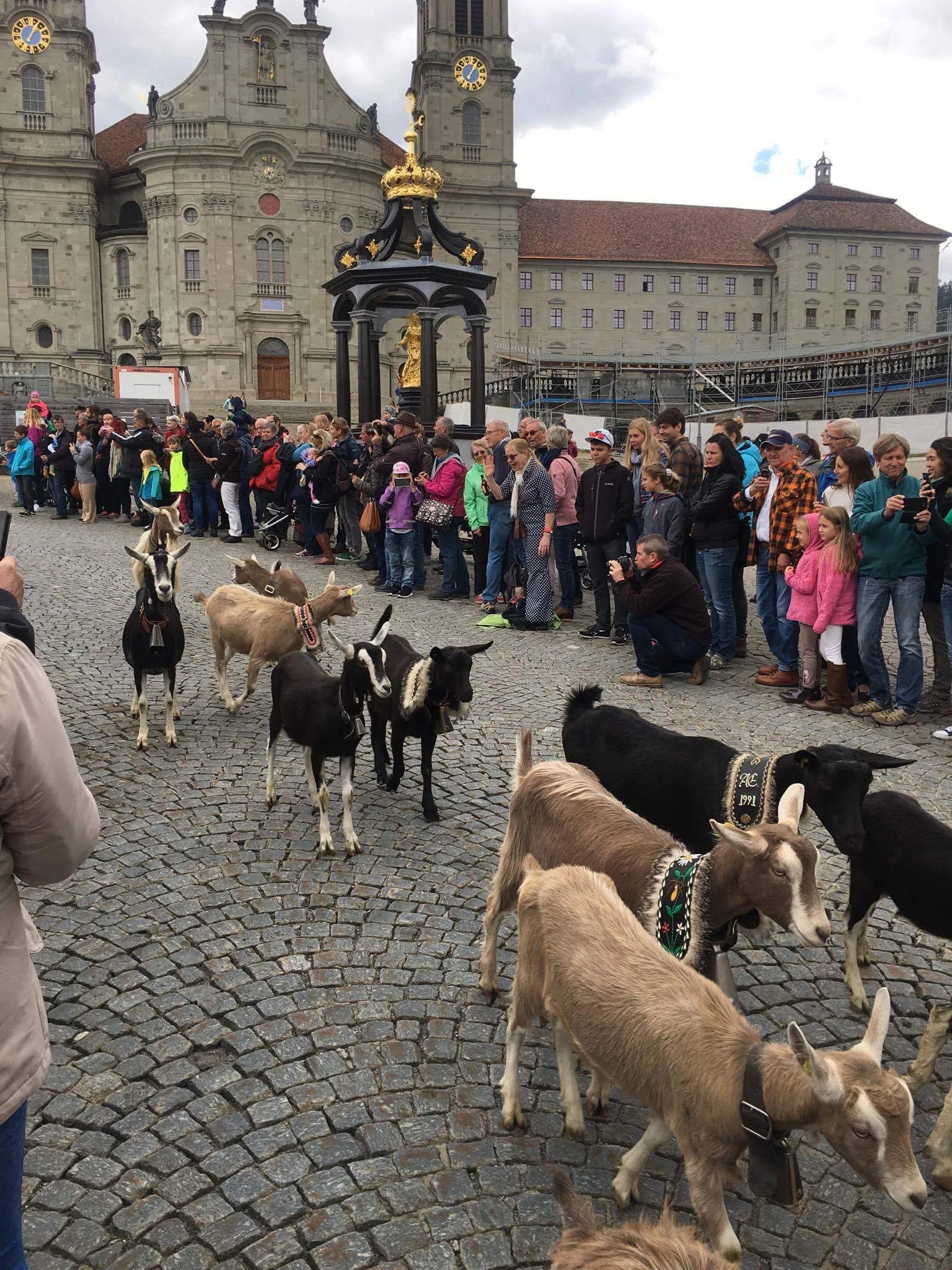 Welcome a herd of goats in a pant suit!