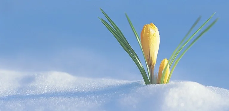 easter-lily-snow-feature-min.jpg