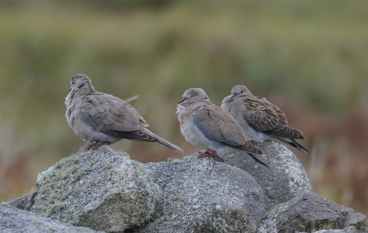 Where two or more are gathered….