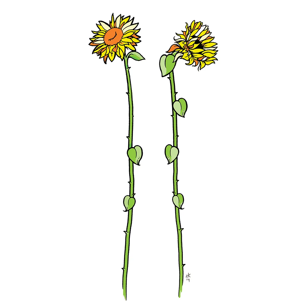 nmss_sunflower_web.jpg