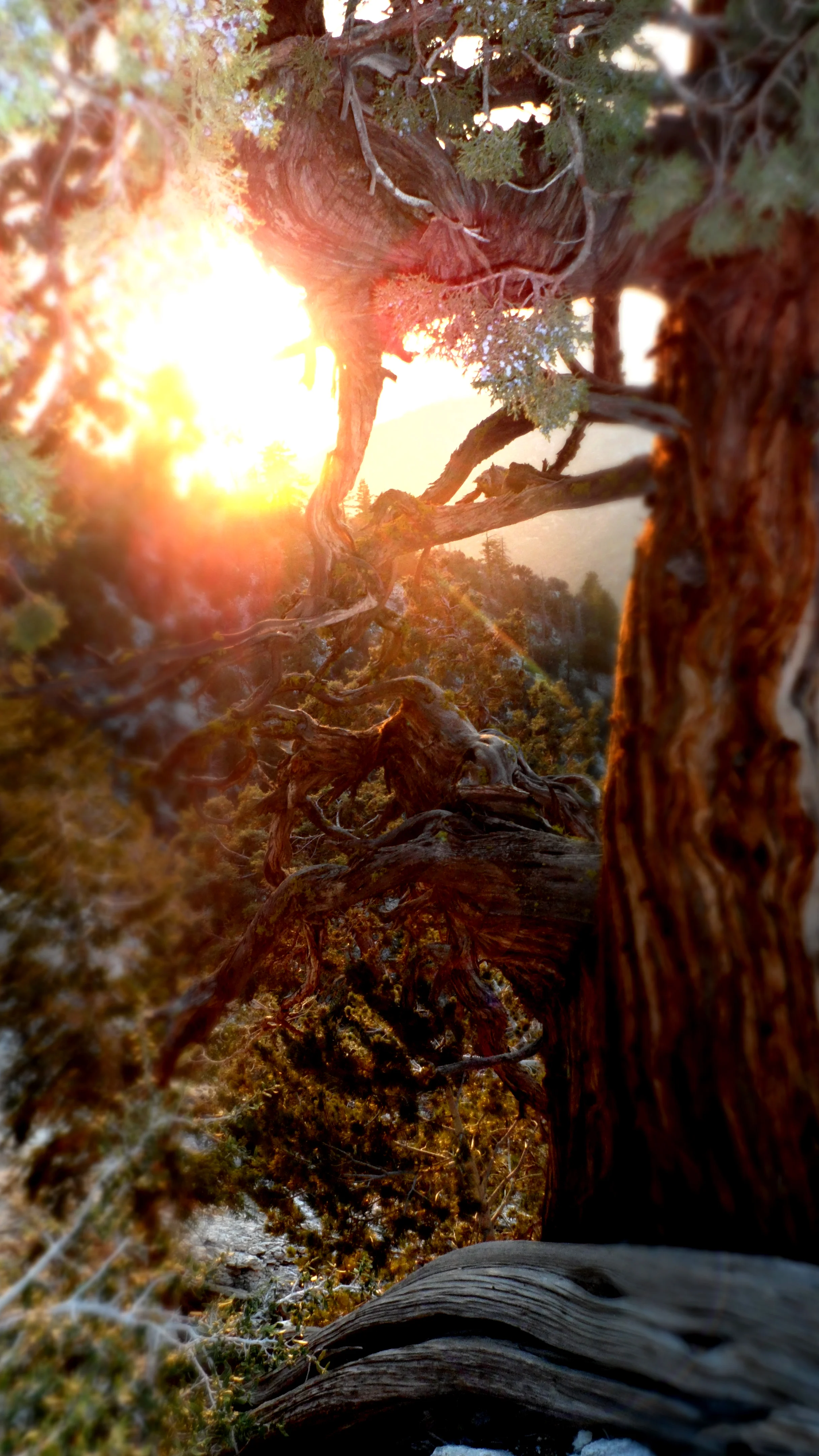 Sequoia.jpg
