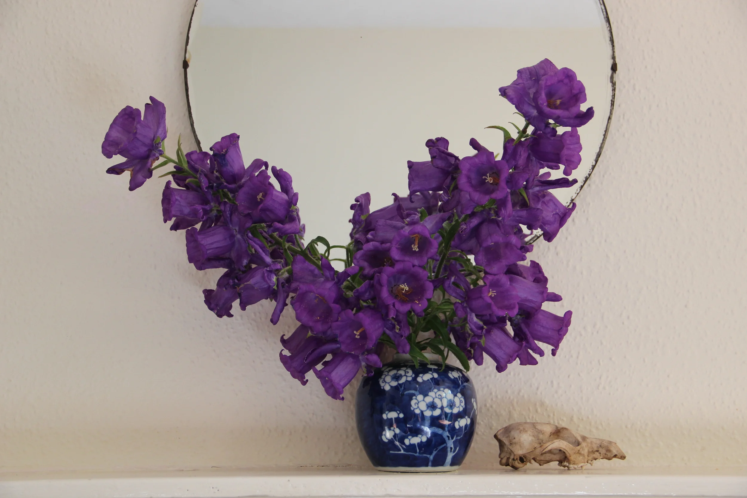  Canterbury Bells, ginger pot and skull  - England 