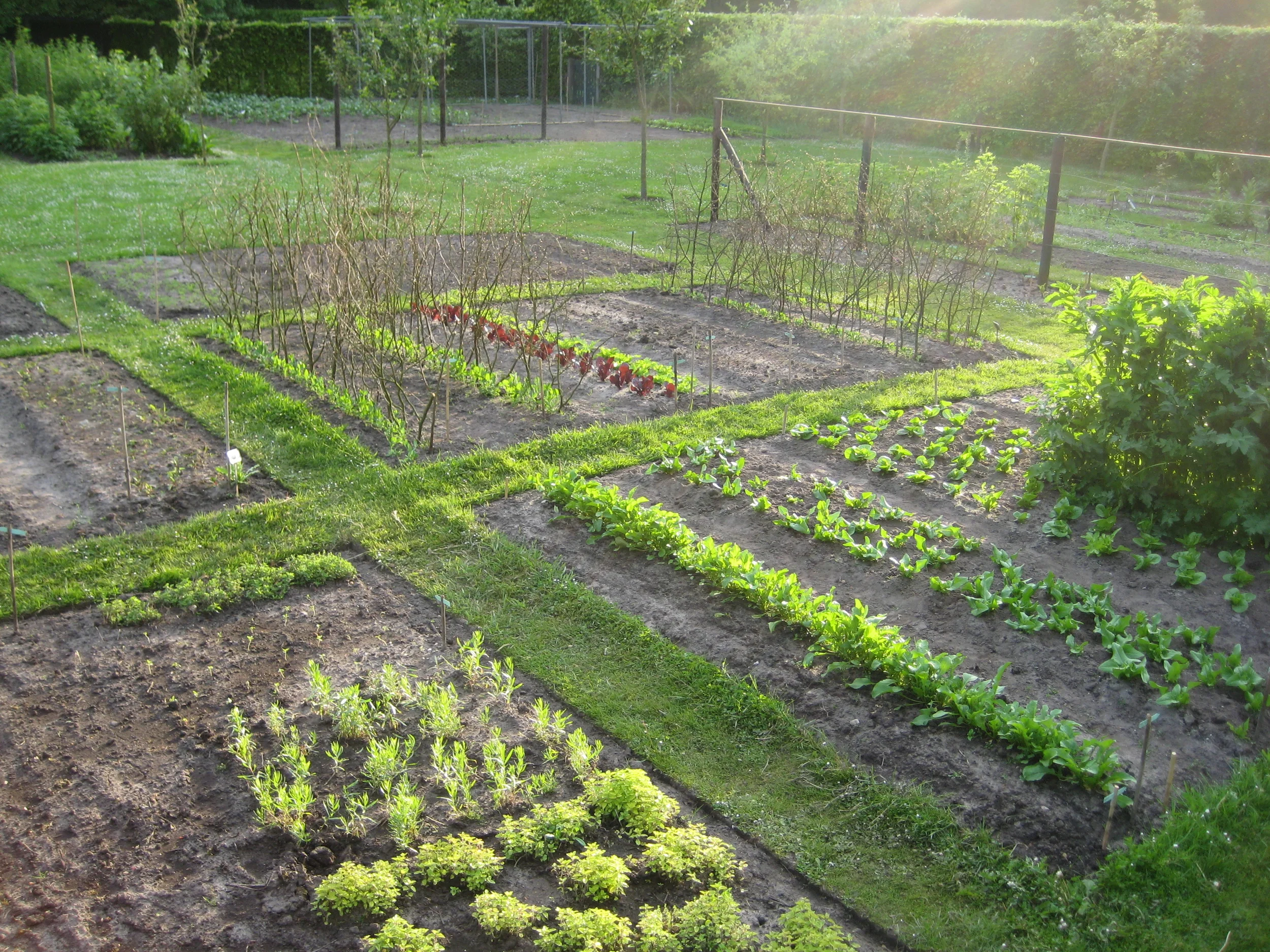  Kitchen Garden planting and maintenance  mixed vegetables and herbs,  DeWiersse  - The Netherlands    