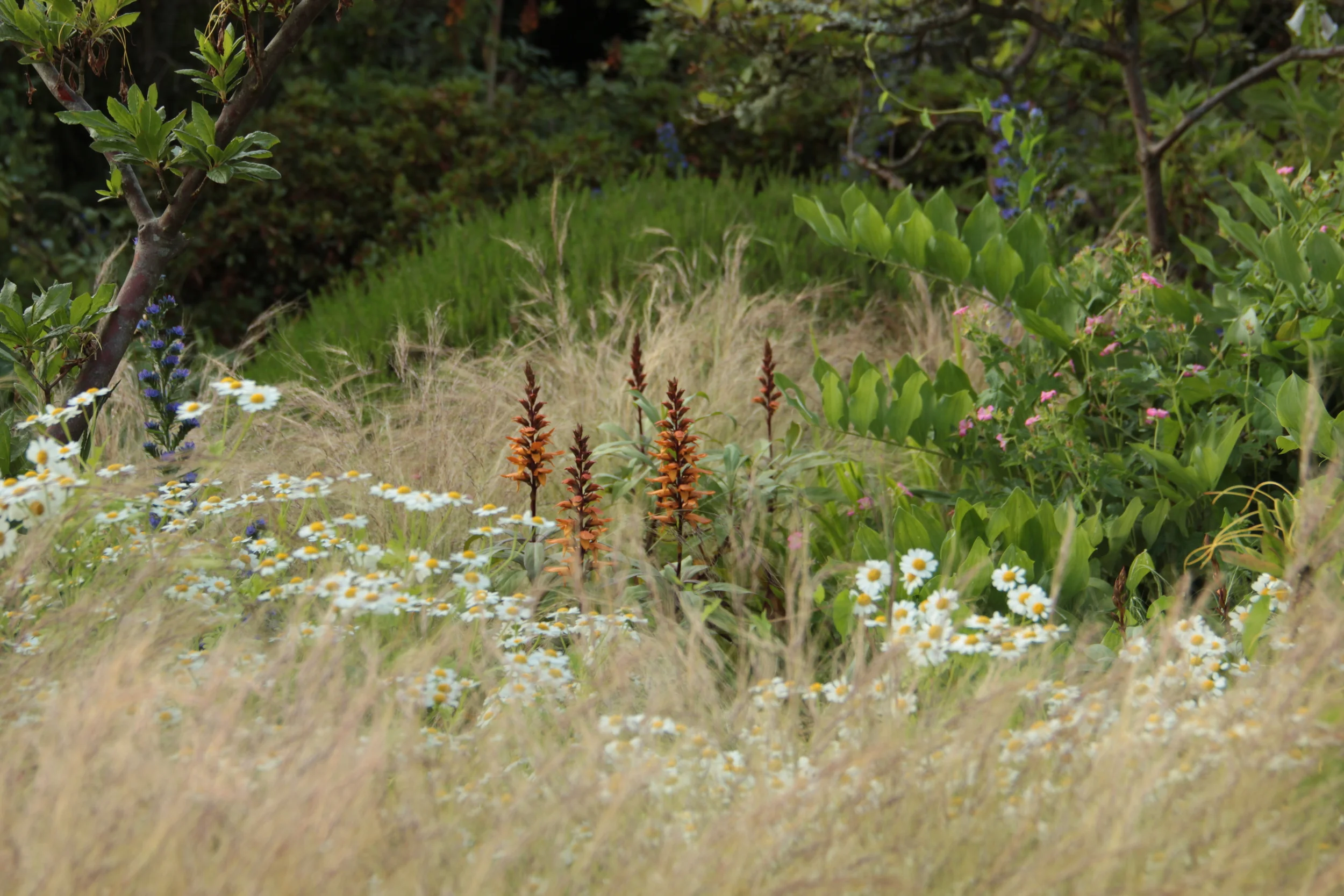  Spring Garden planting mix,  Gravetye Manor   -  England 