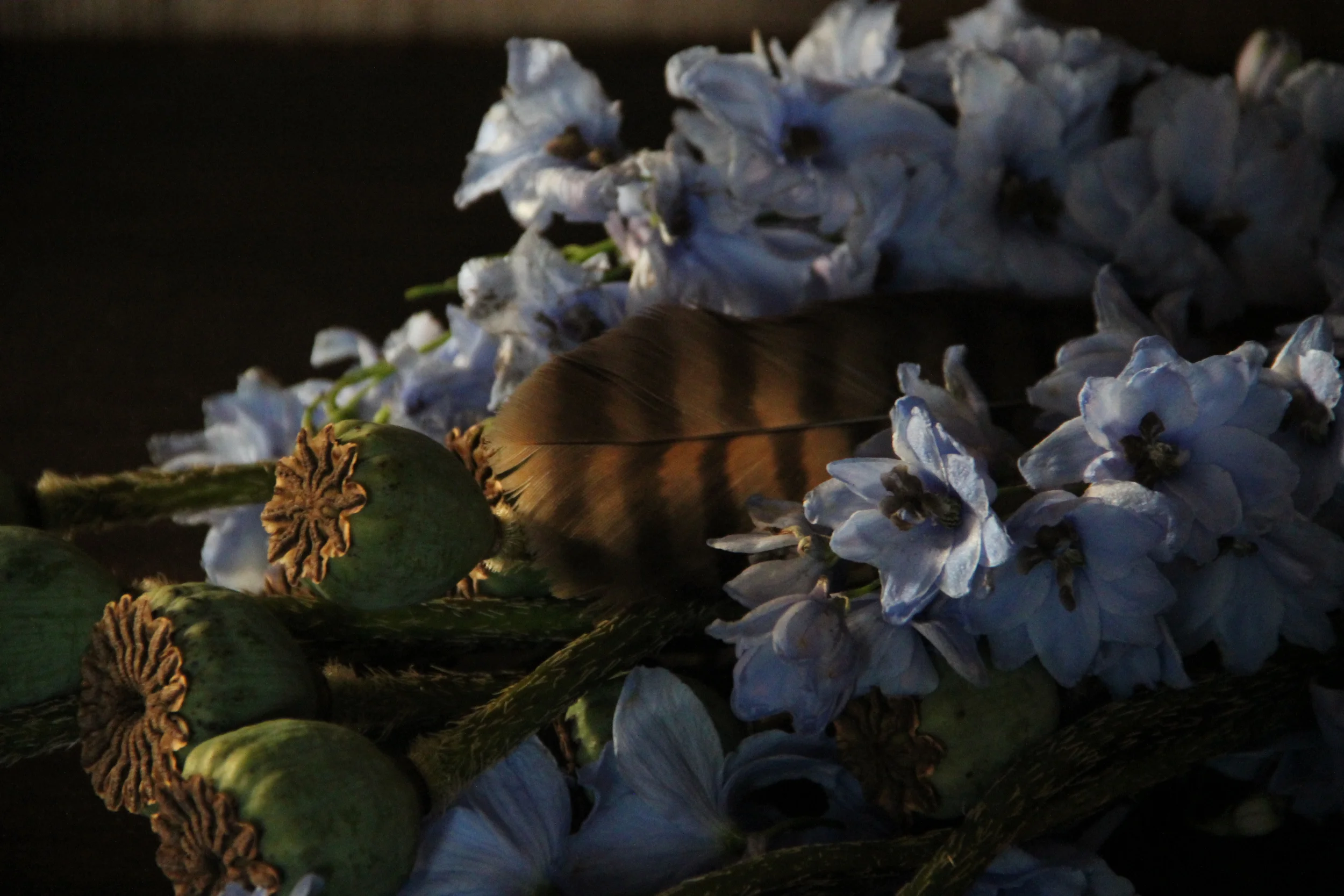  The Pheasant Feather  Country house  - The Netherlands 