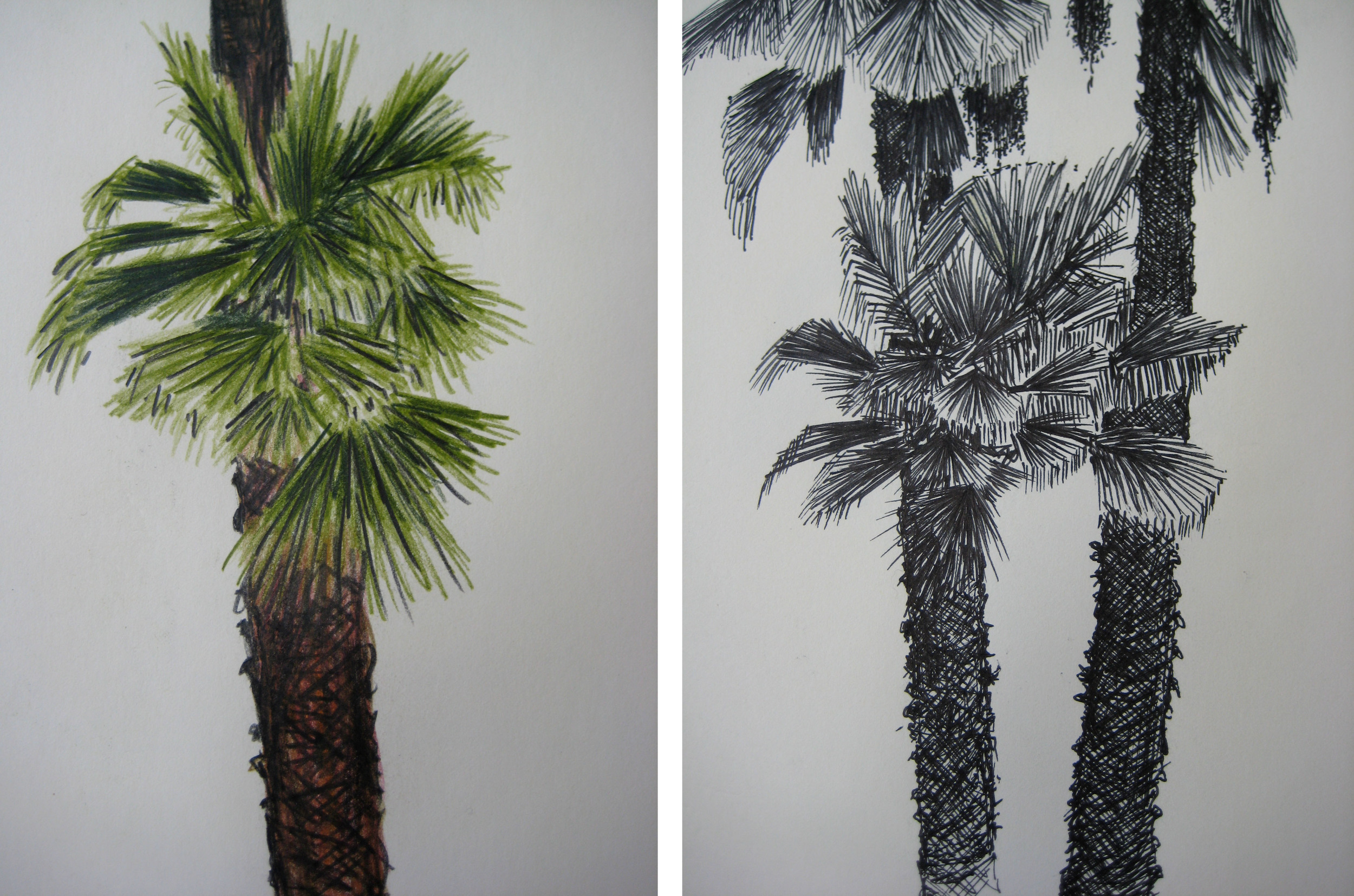 palm studies, Jerusalem, Israel