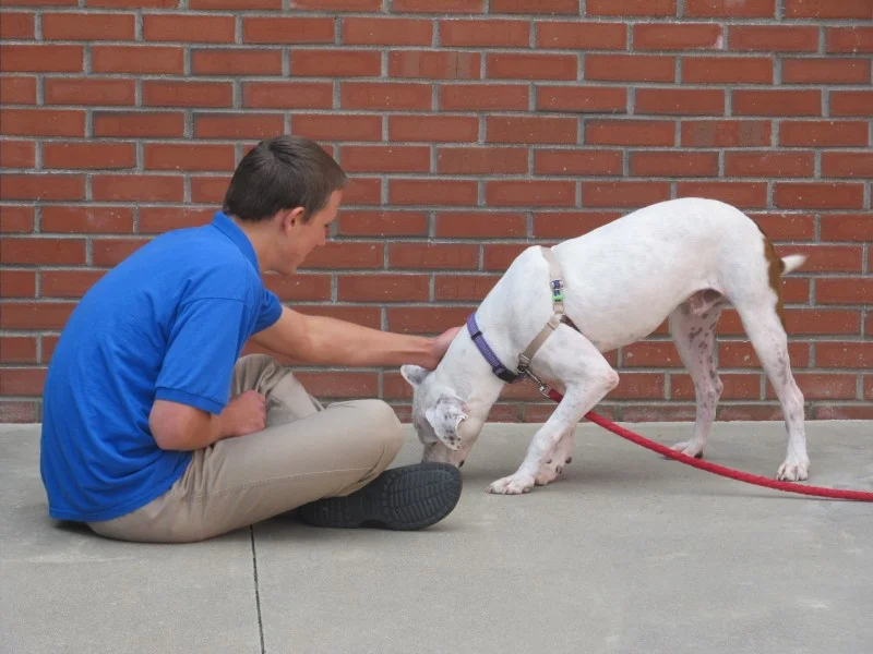 JJC white dog.jpg