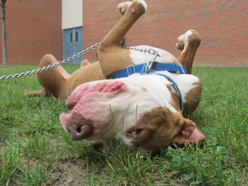 UPSIDE DOWN DOG.jpg
