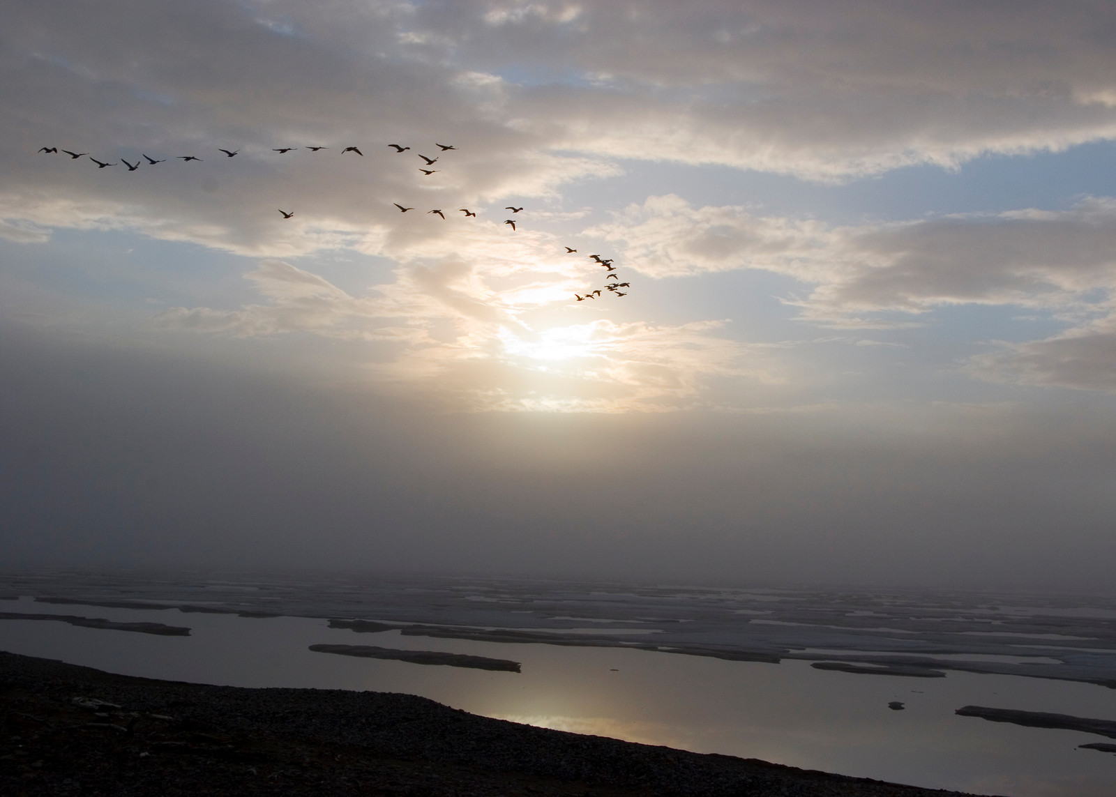 Arctic National Wildlife Refuge, Alaska (2006) - Ducks flying in formation along the Arctic coast.