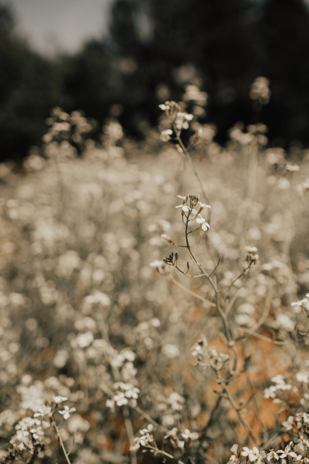 MurphyWedding-2.jpg