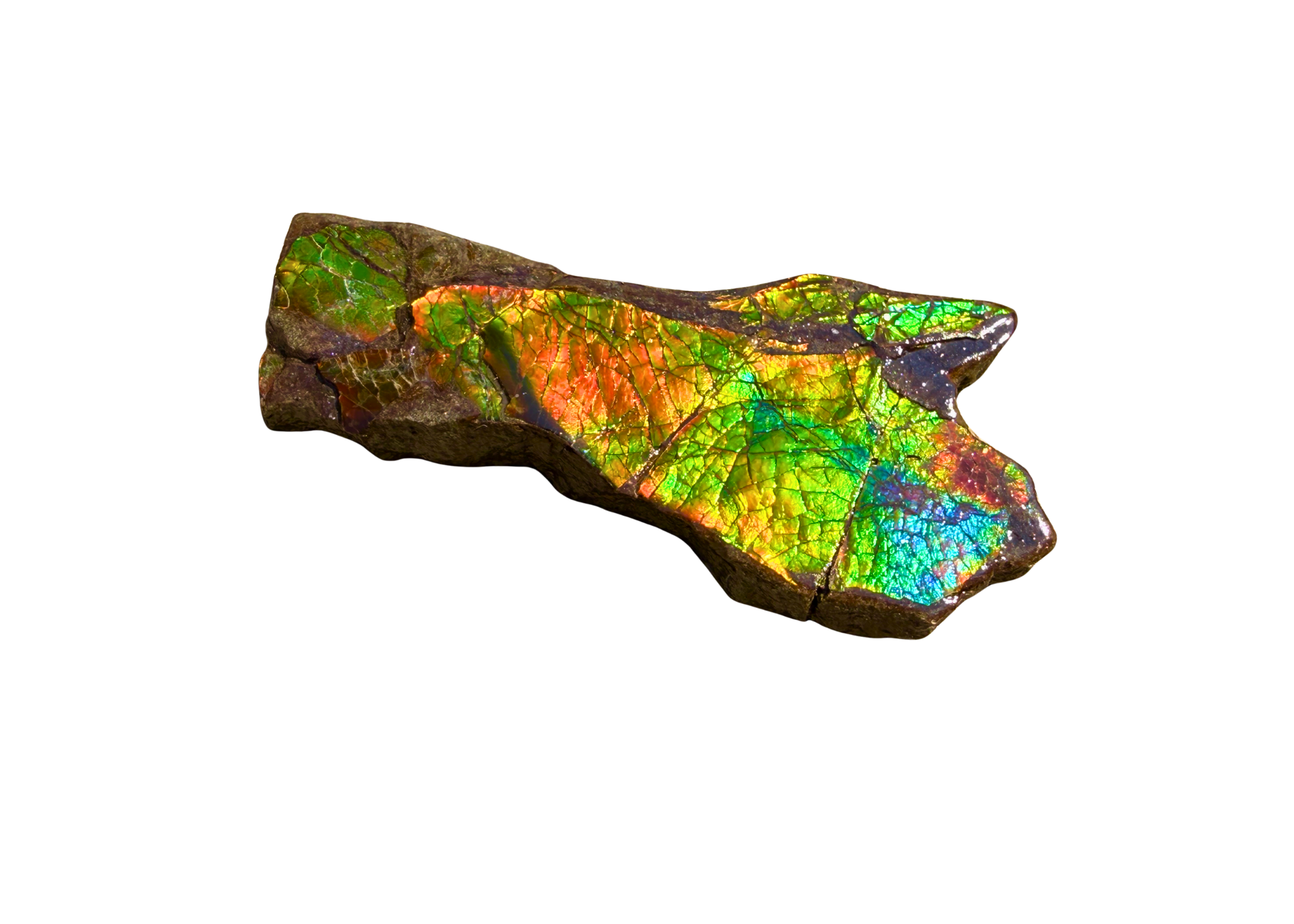 AA Grade Ammolite Art Piece