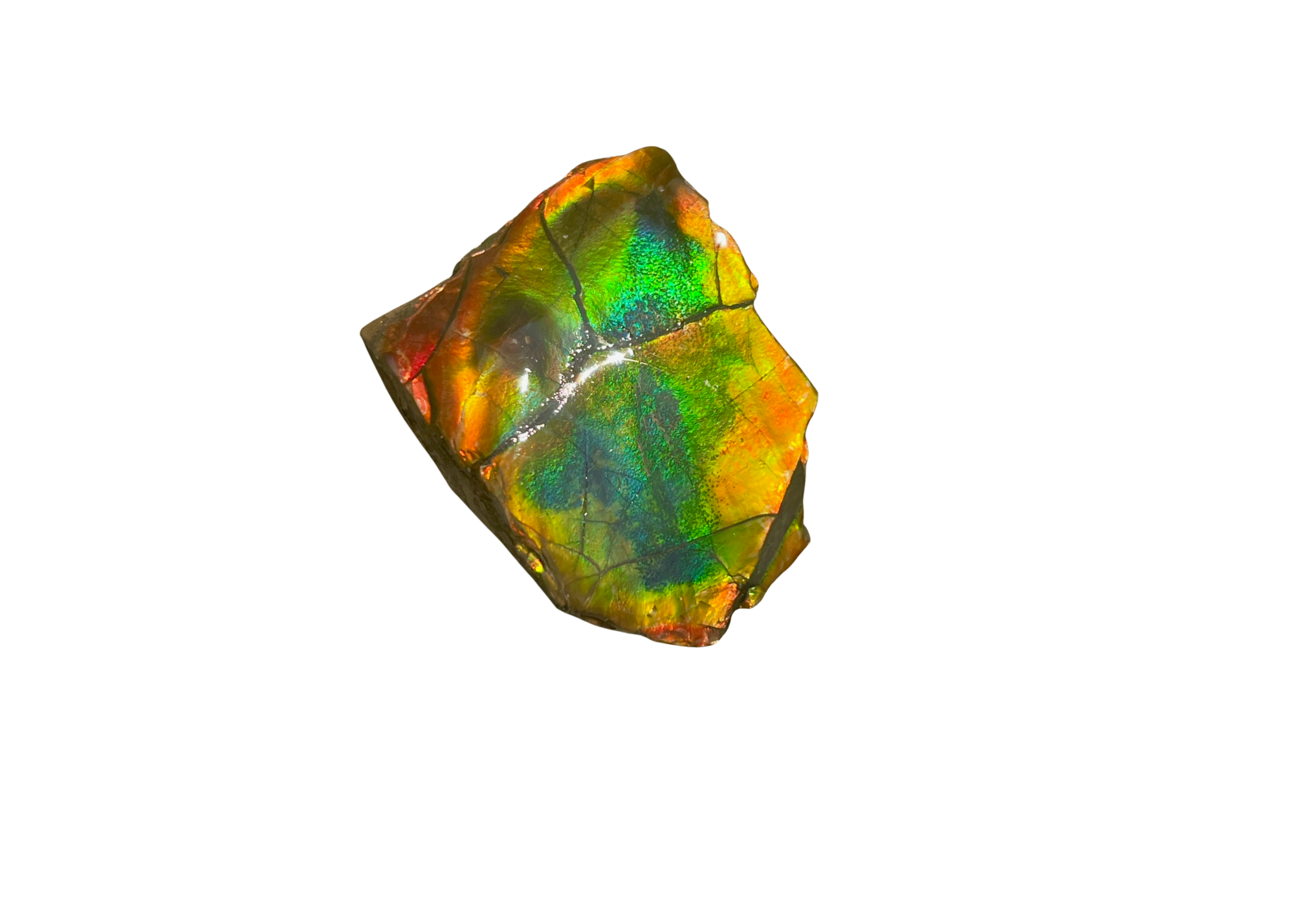 AA Grade Ammolite Art Piece with Intercalare Horn