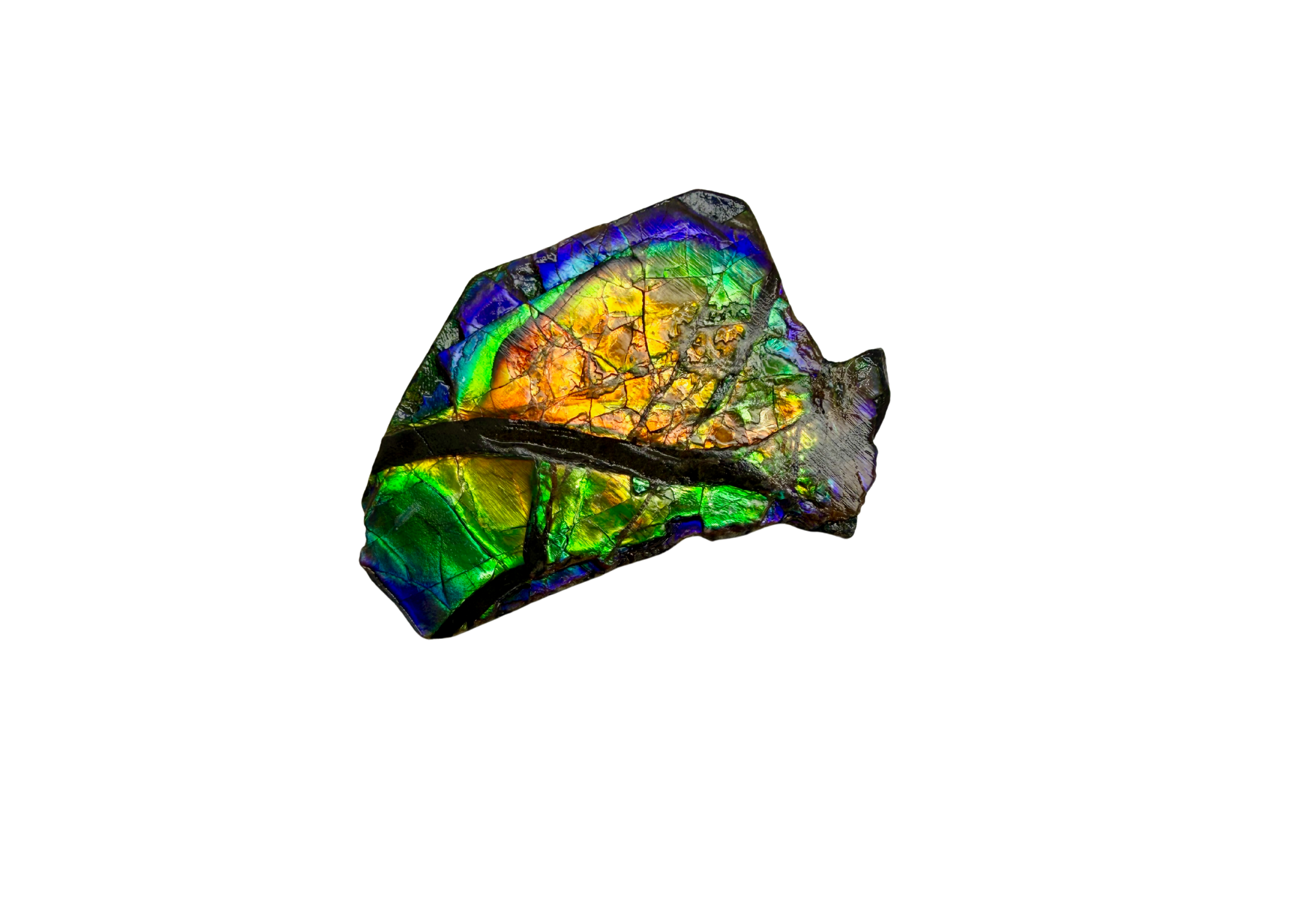 AA Grade Ammolite Art Piece