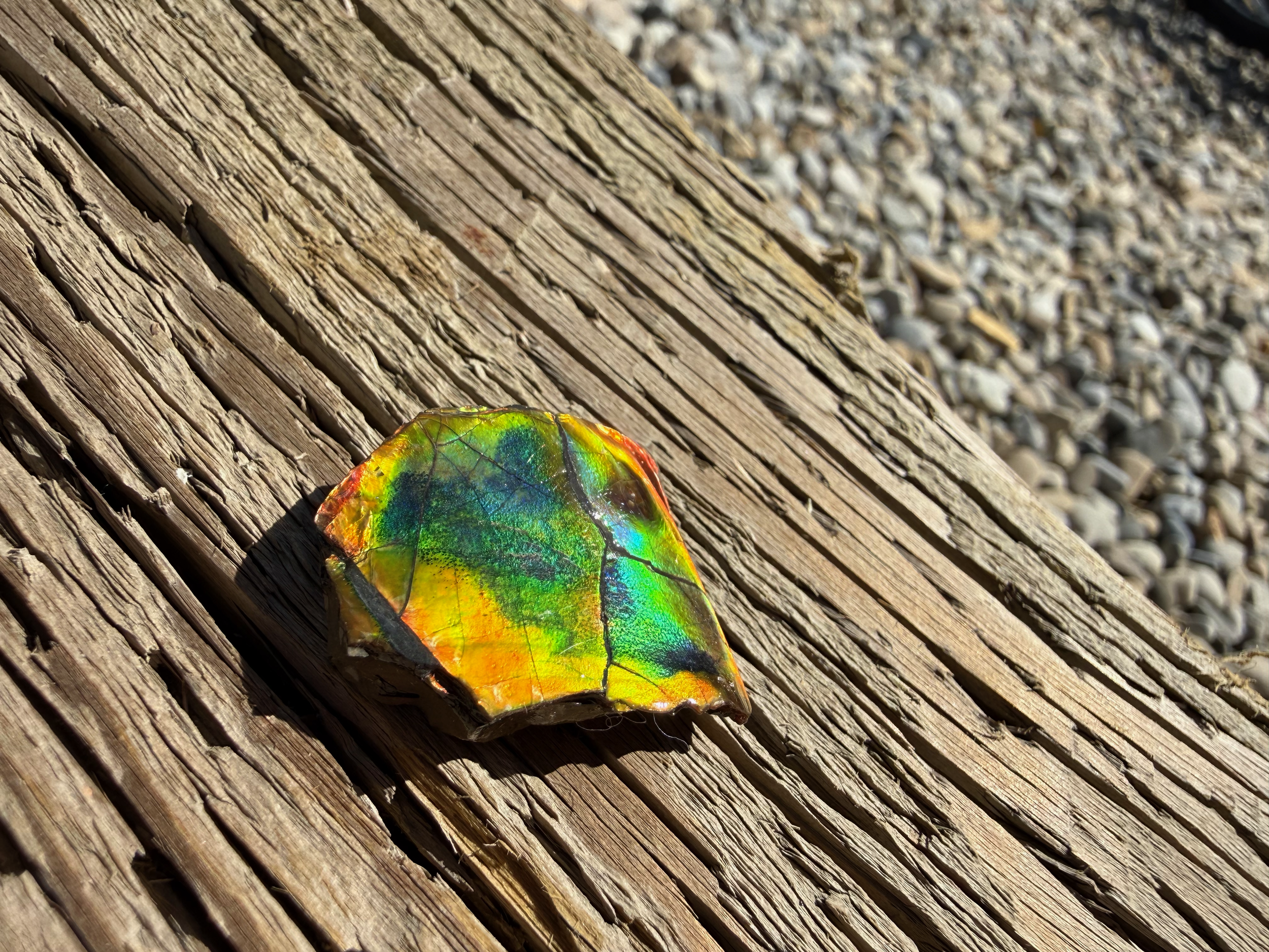 AA Grade Ammolite Art Piece with Intercalare Horn