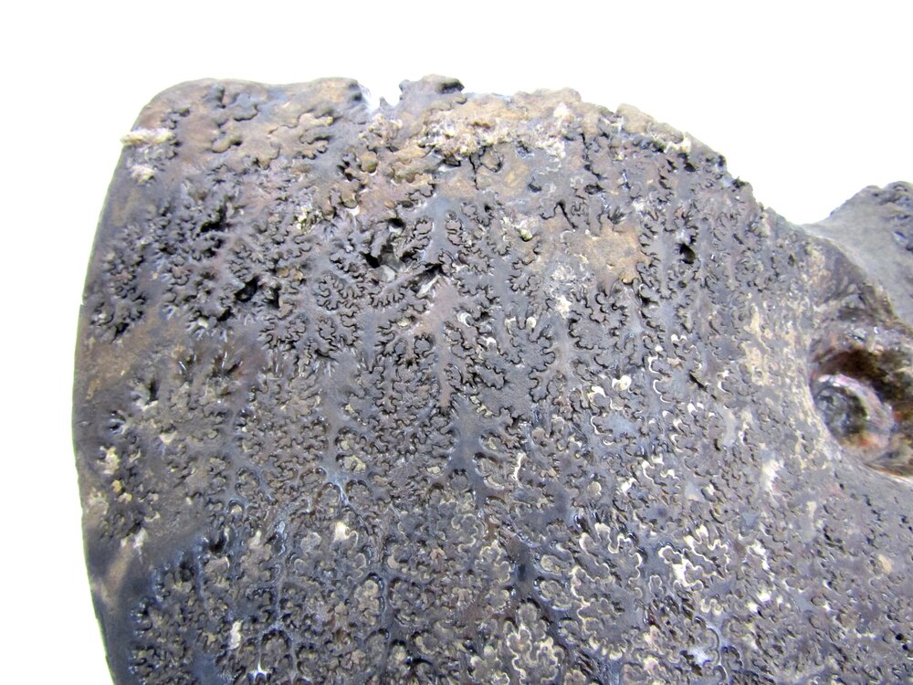 A+ Grade Suture Covered Ammolite Fossil — Ammonite Factory
