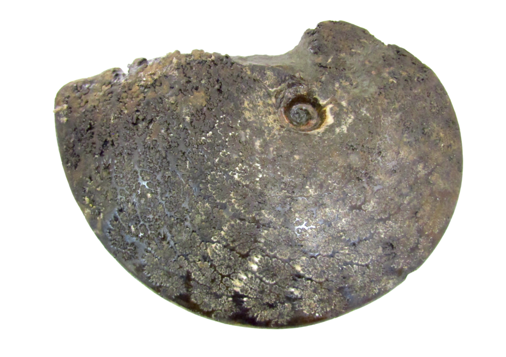 A+ Grade Suture Covered Ammolite Fossil — Ammonite Factory