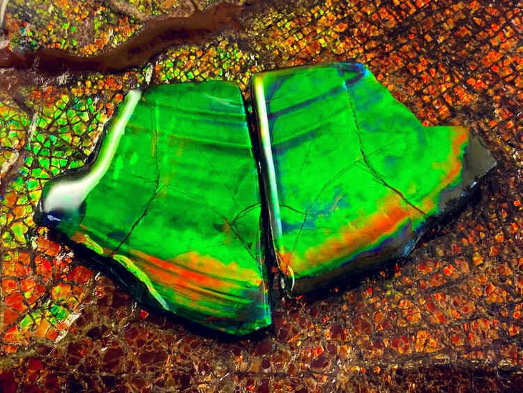 Why is Ammolite So Rare?