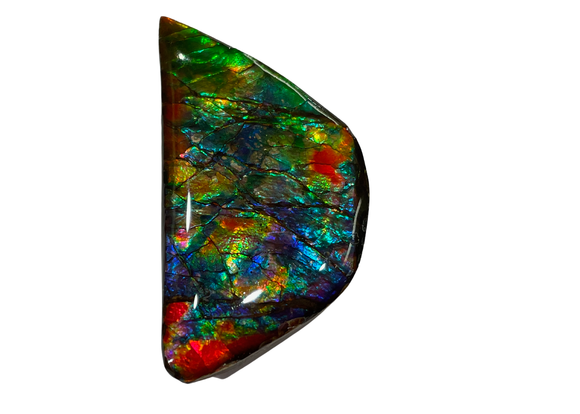 AA Gem Grade Ammolite Gemstone Ammolite Canada aa-gem-grade-ammolite-gemstone-ammolite-canada