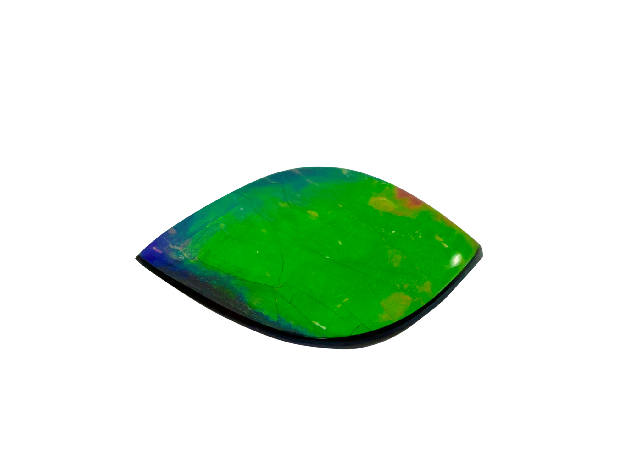 AA Gem Grade Ammolite Gemstone Ammolite Canada Inc aa-gem-grade-ammolite-gemstone-ammolite-canada-inc