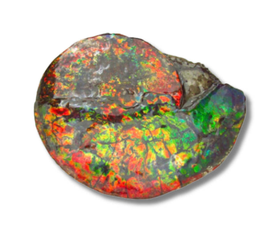 Ammolite fossil from the Bearpaw Formation