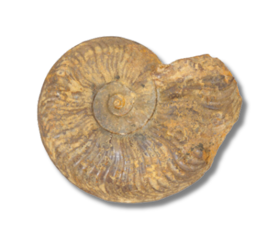 Ammonite fossil possibly from Madagascar