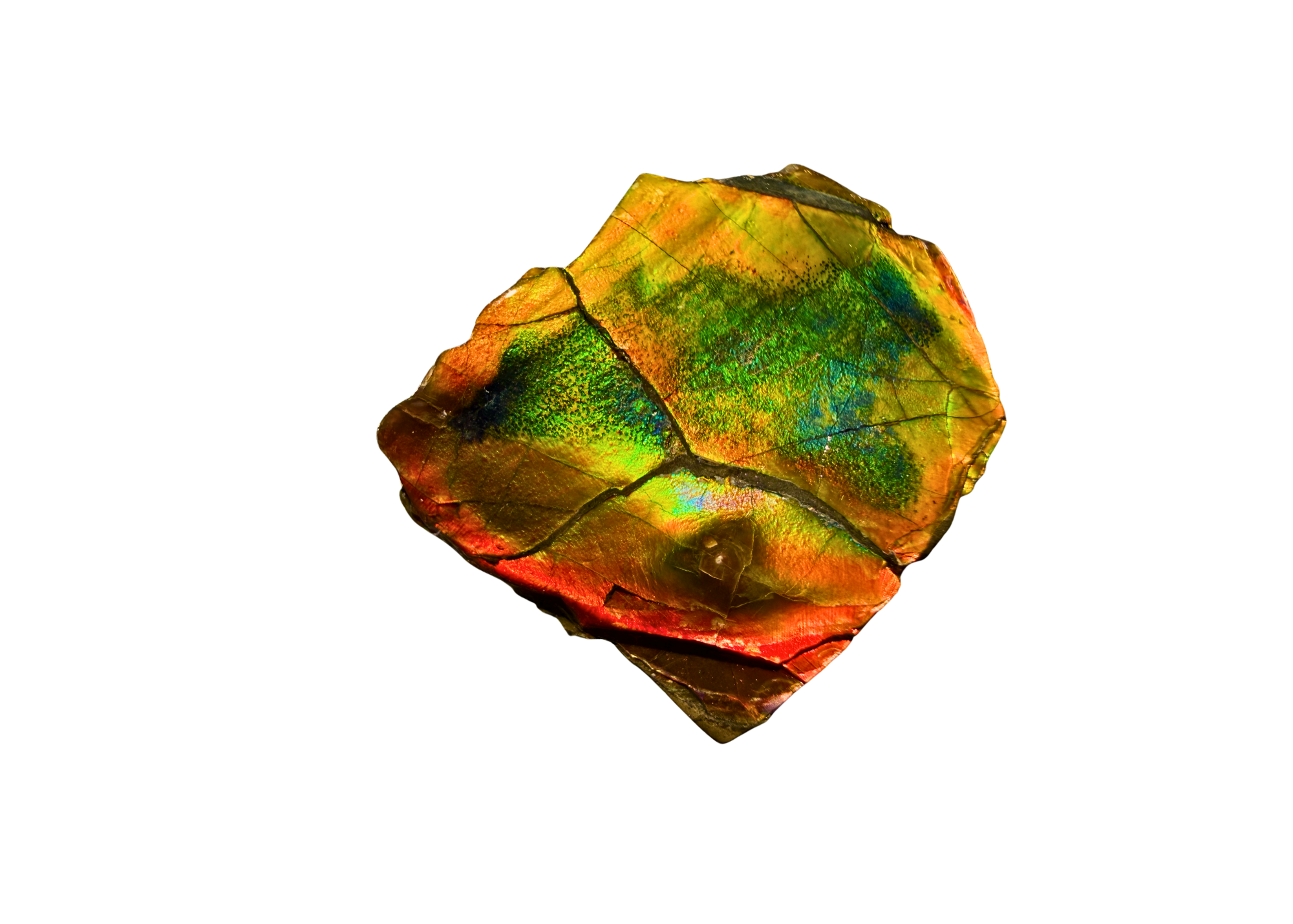 AA Grade Ammolite Art Piece with Intercalare Horn