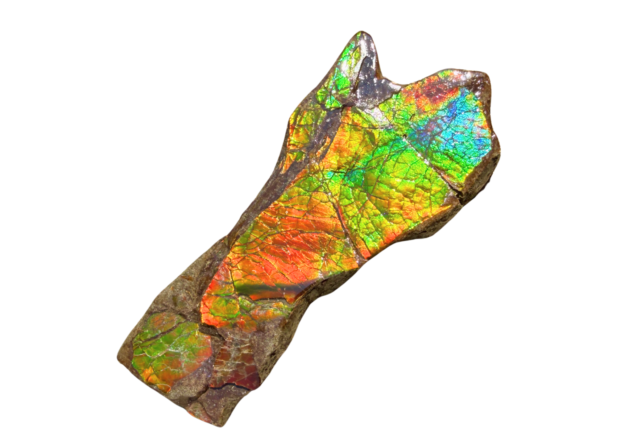 AA Grade Ammolite Art Piece