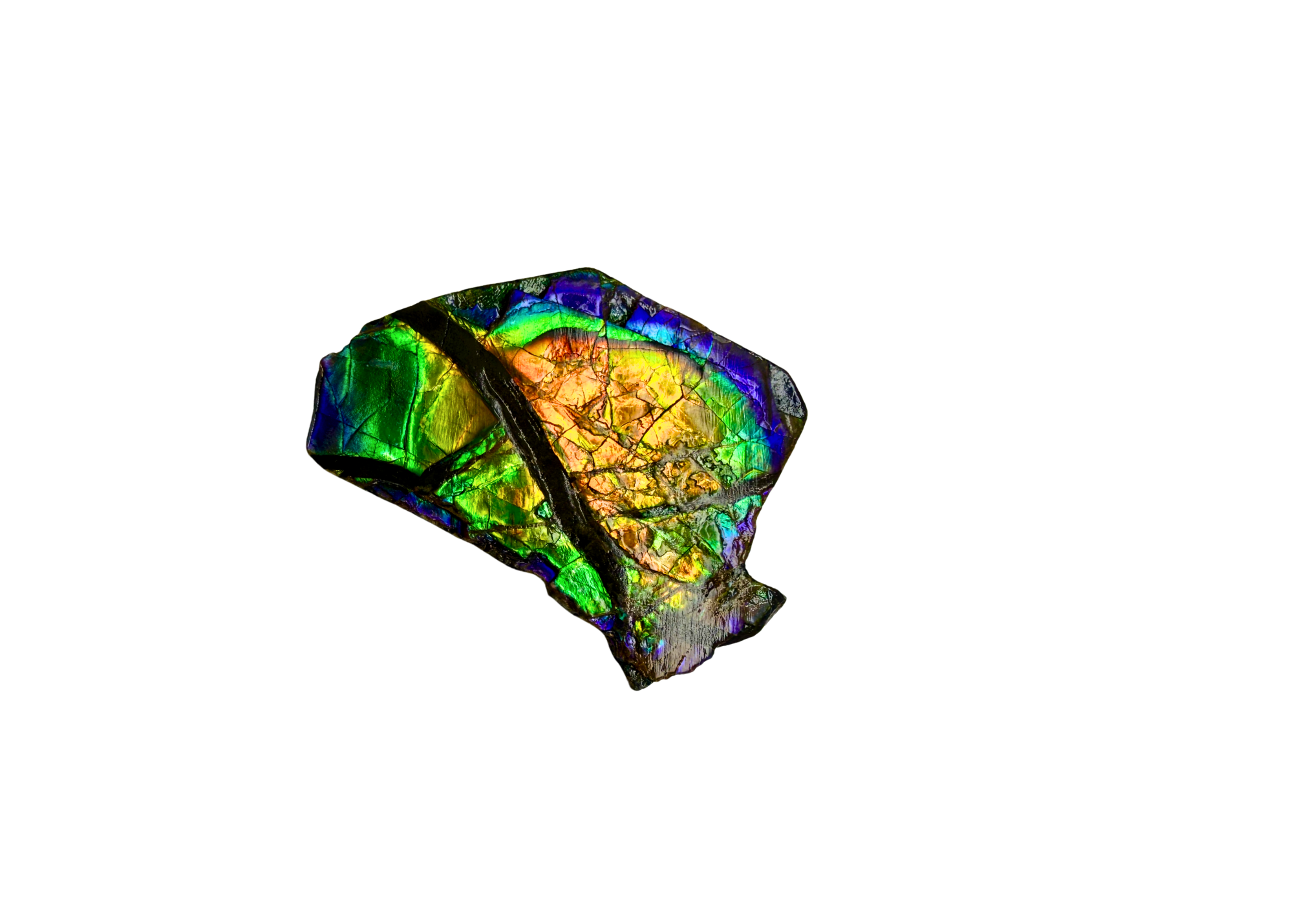 AA Grade Ammolite Art Piece