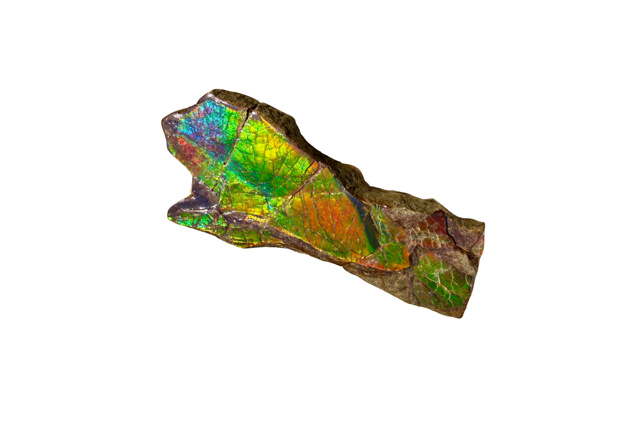 AA Grade Ammolite Art Piece