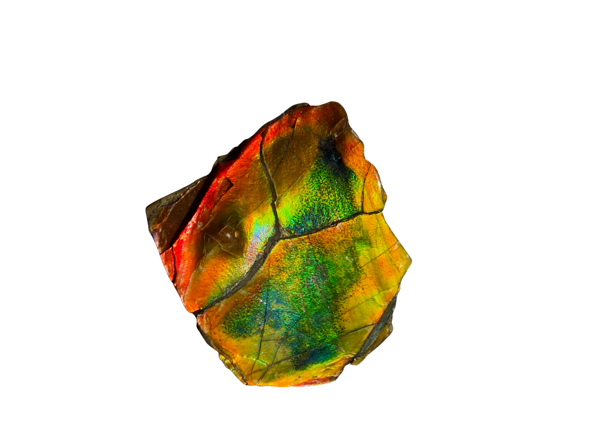 AA Grade Ammolite Art Piece with Intercalare Horn