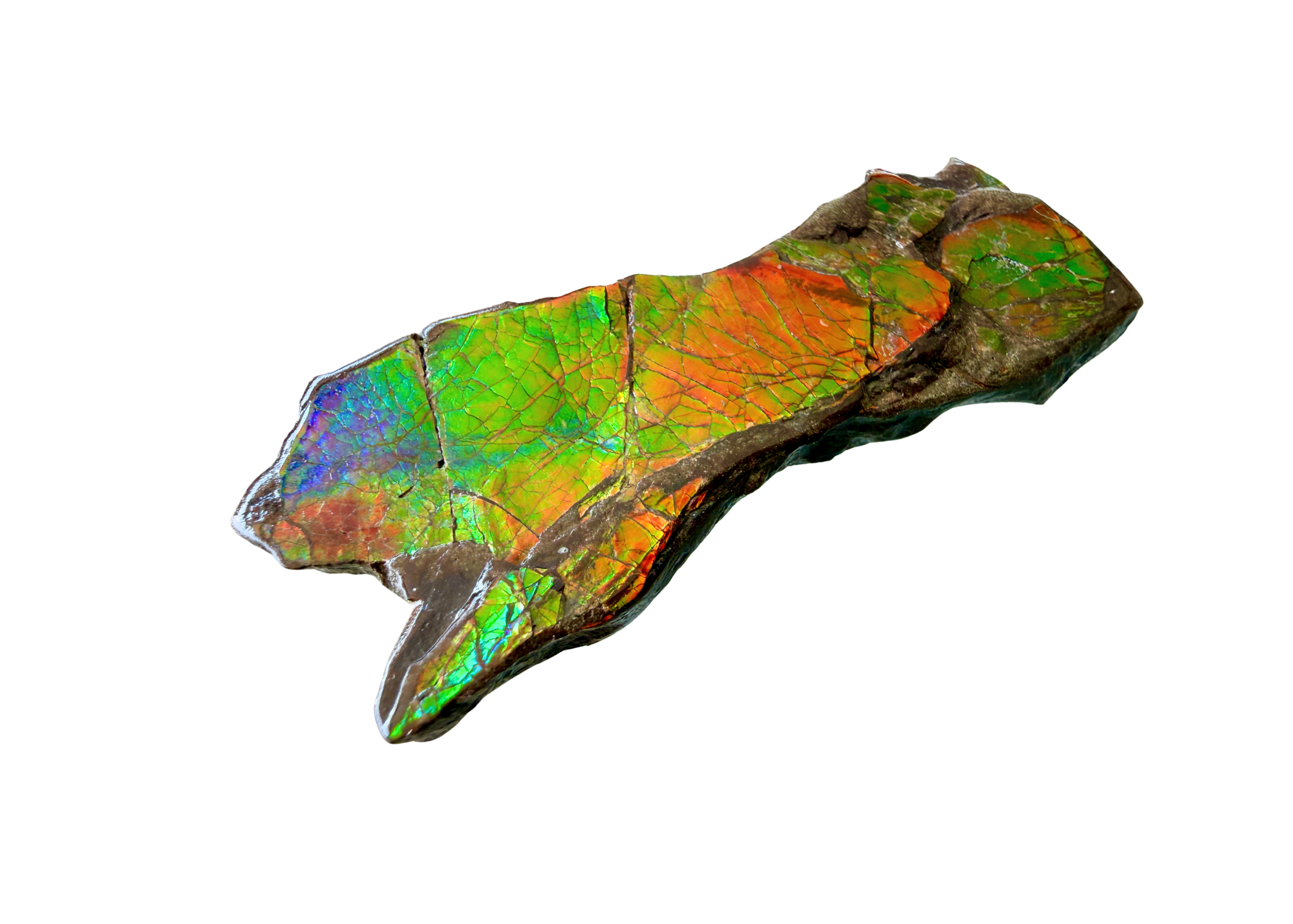 AA Grade Ammolite Art Piece