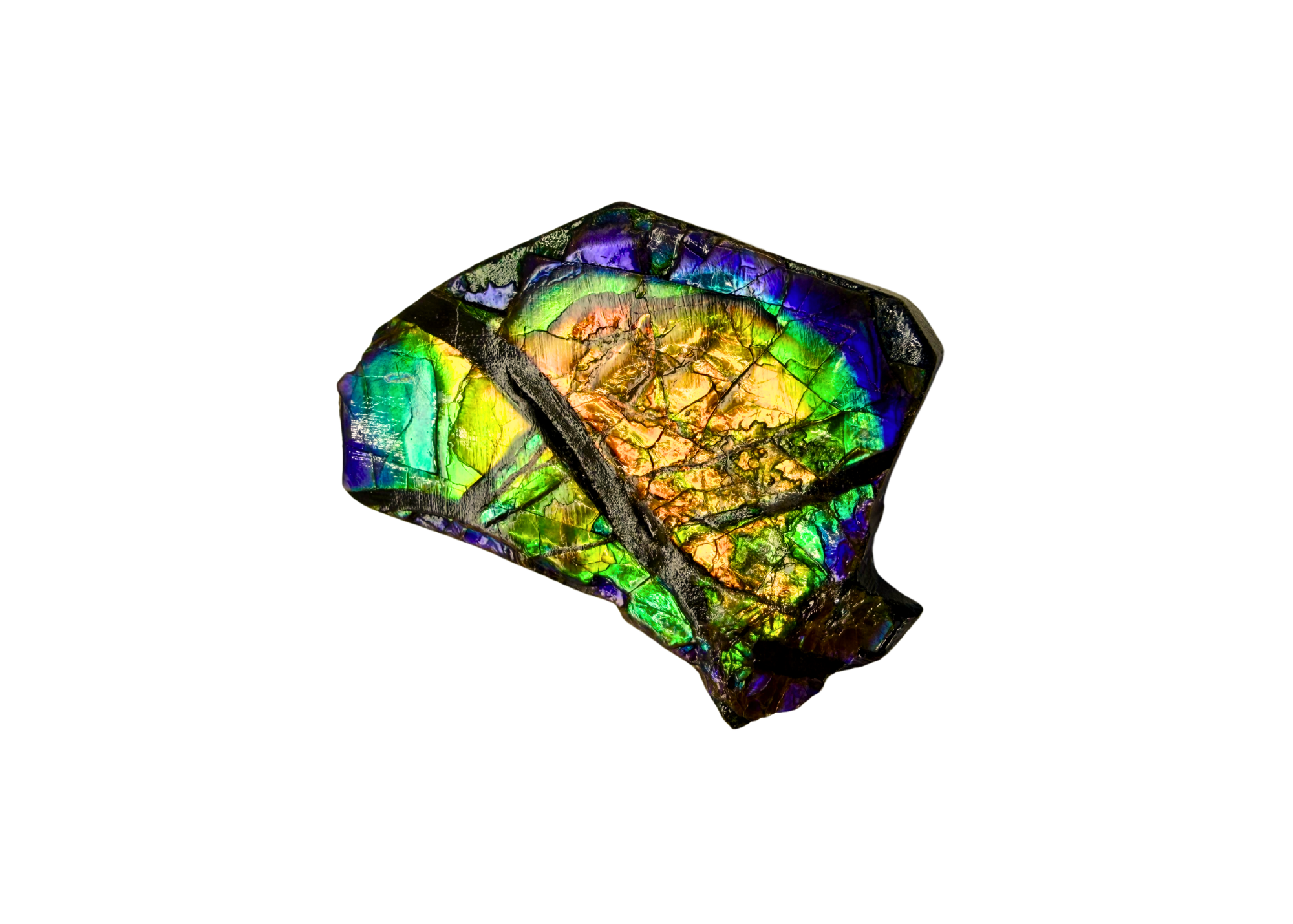 AA Grade Ammolite Art Piece